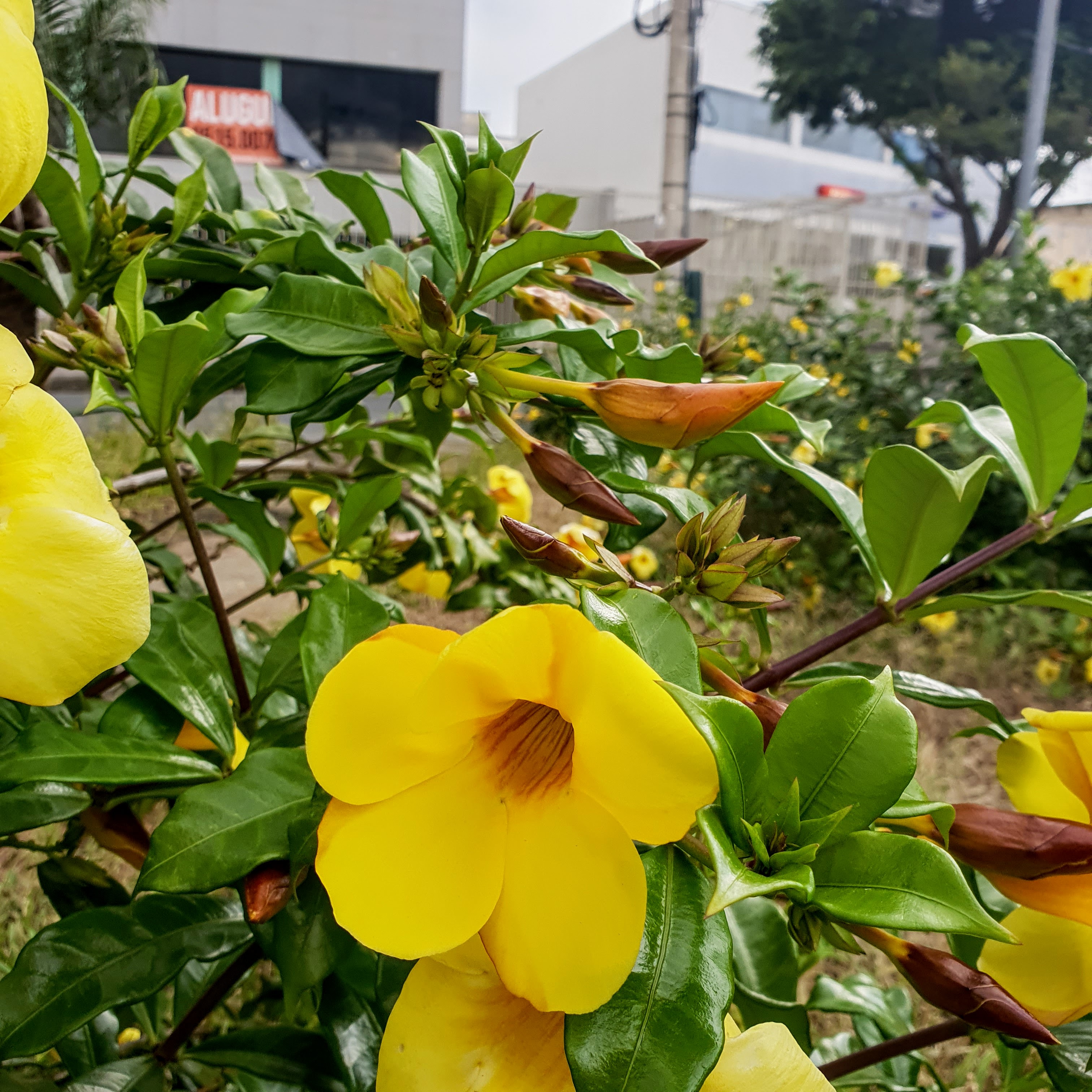 Flor da alamanda-amarela.