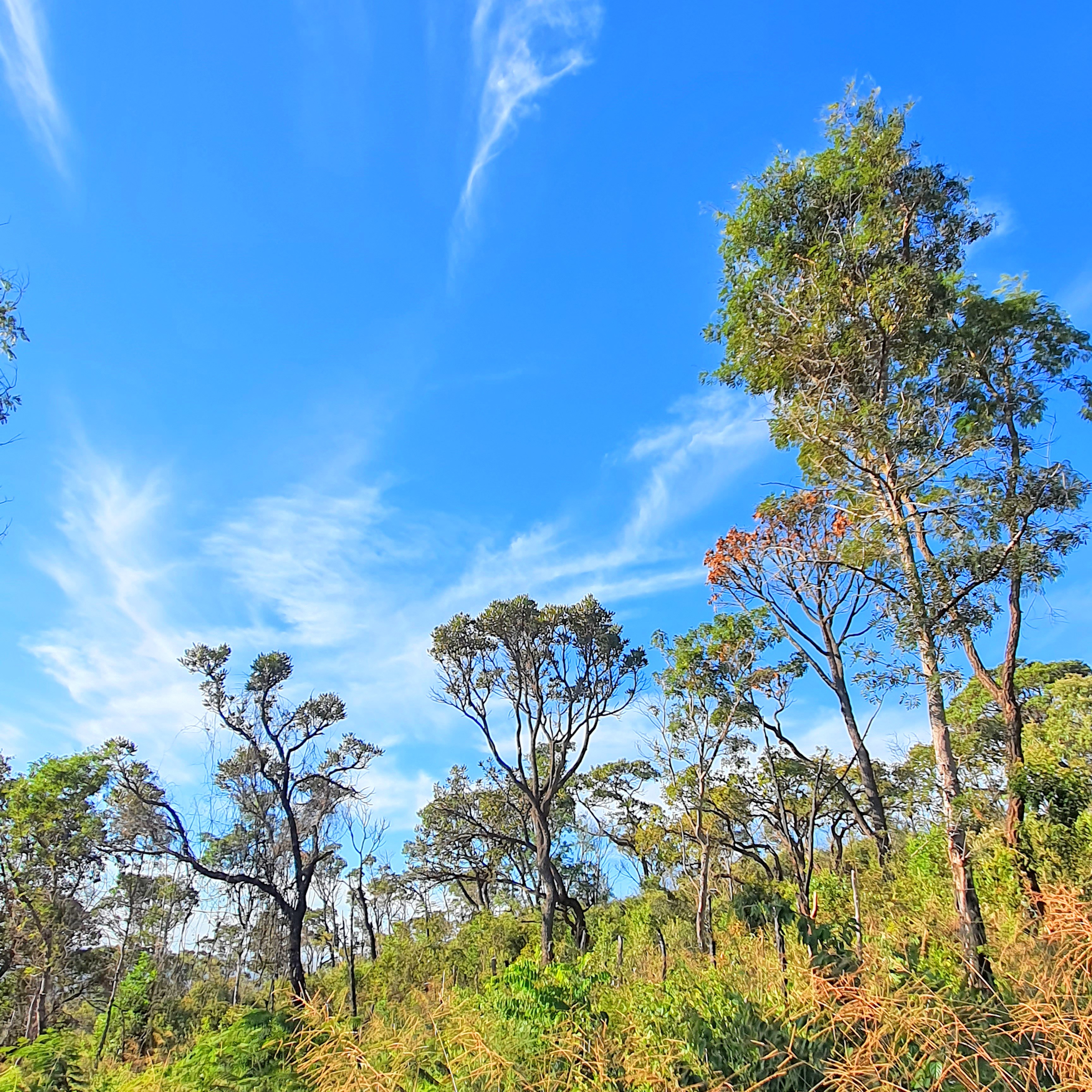 Área de cerrado na RMBH.