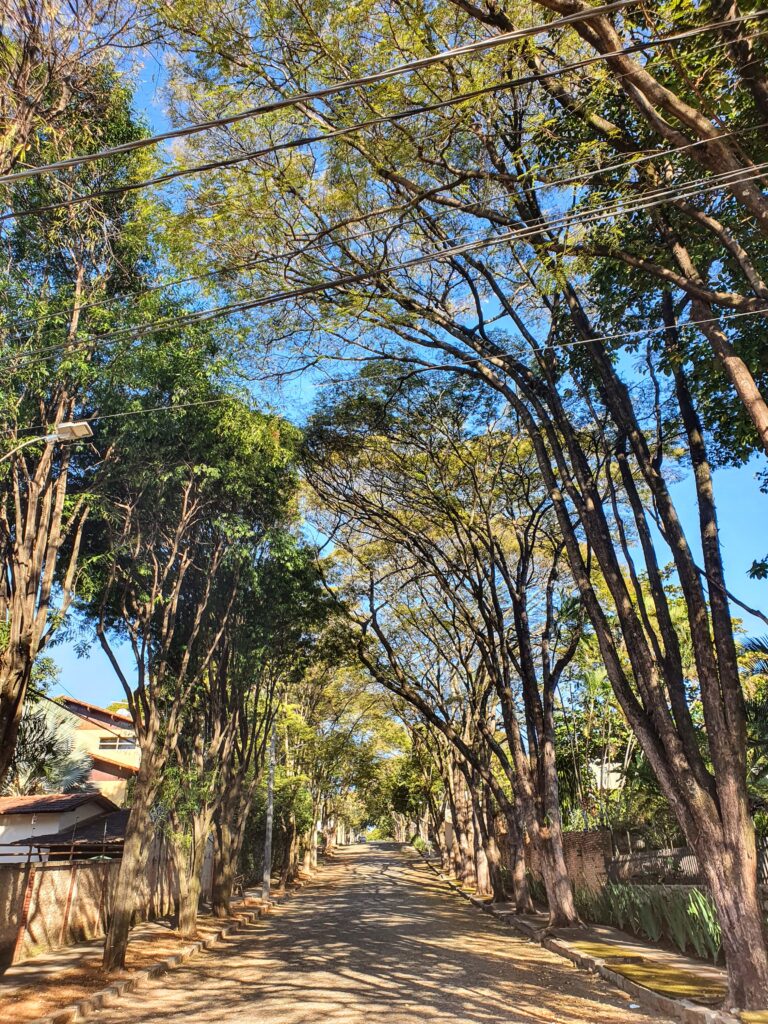 Rua arborizada.