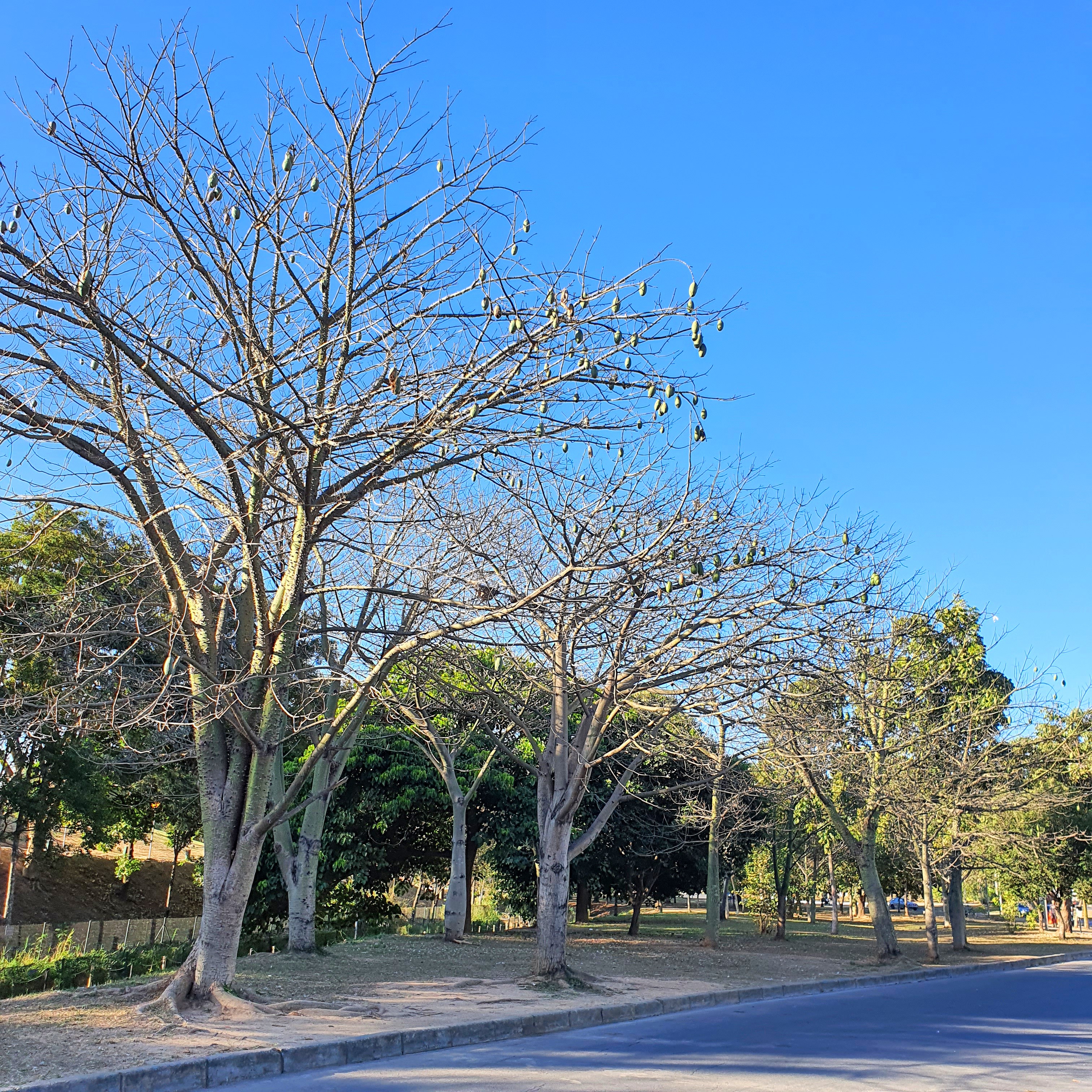 Paineiras decíduas.