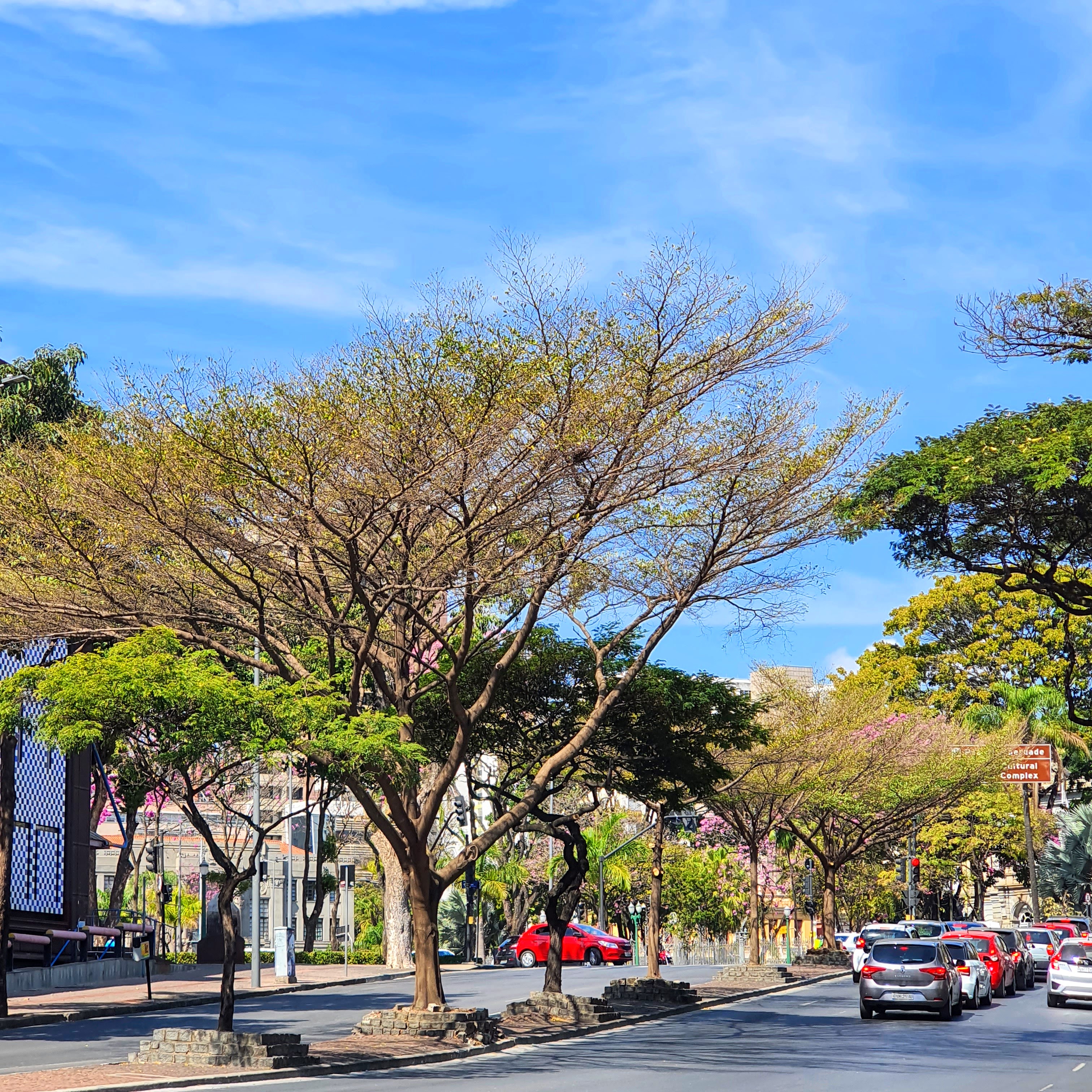 Amêndoa-de-madagascar na praça da liberdade.