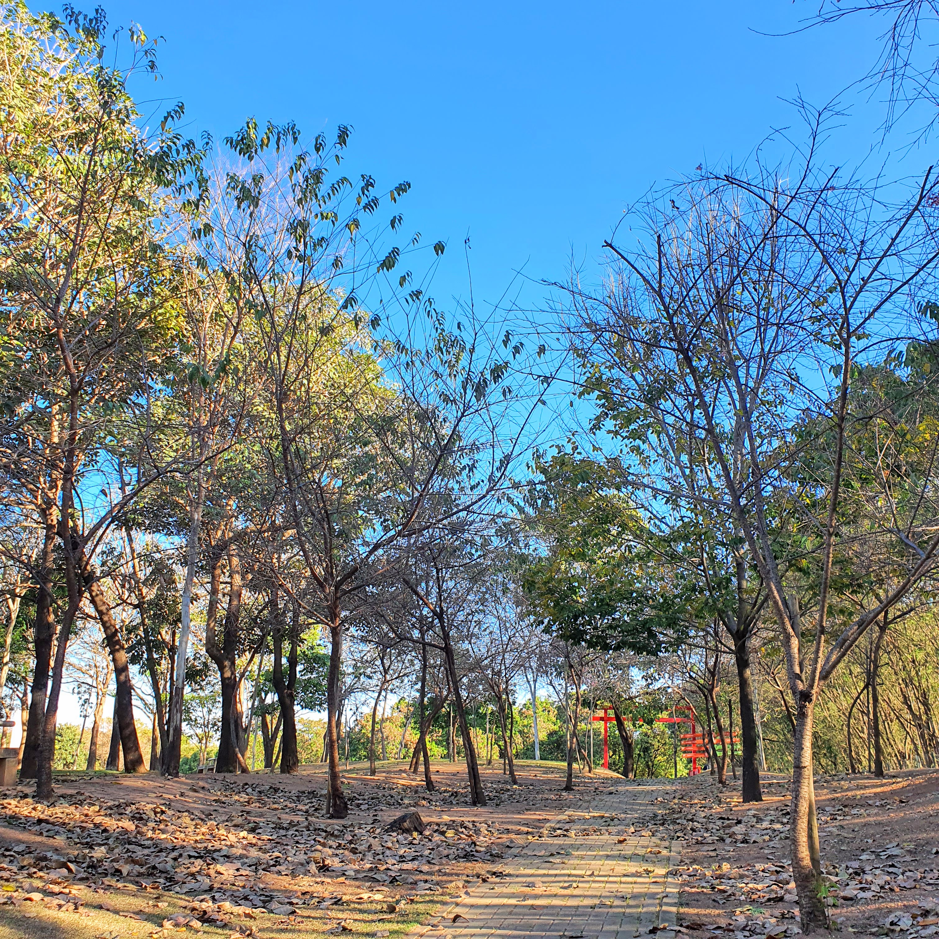 Bosque de cerejas-japonesas.