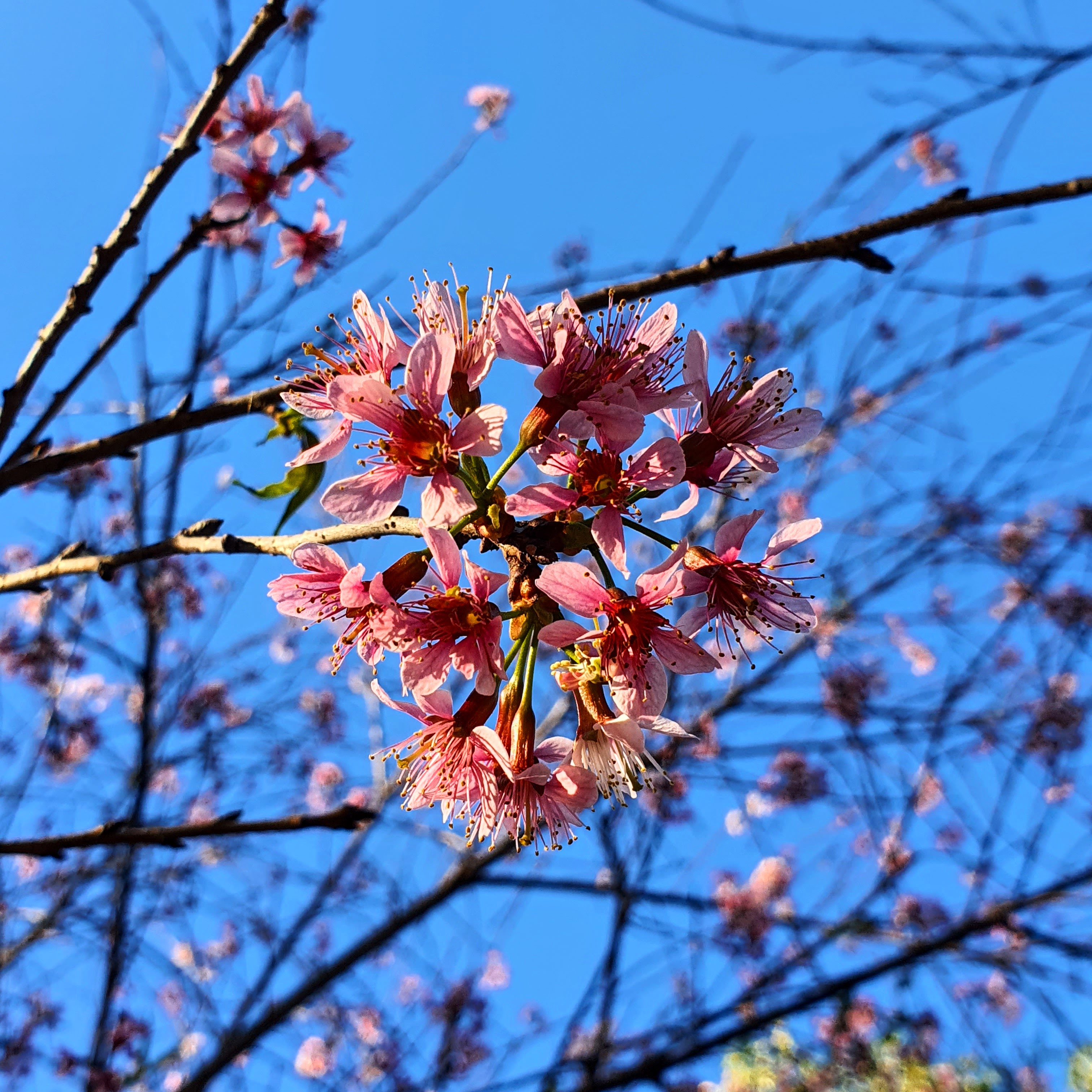 Flores da cereja-japonesa.