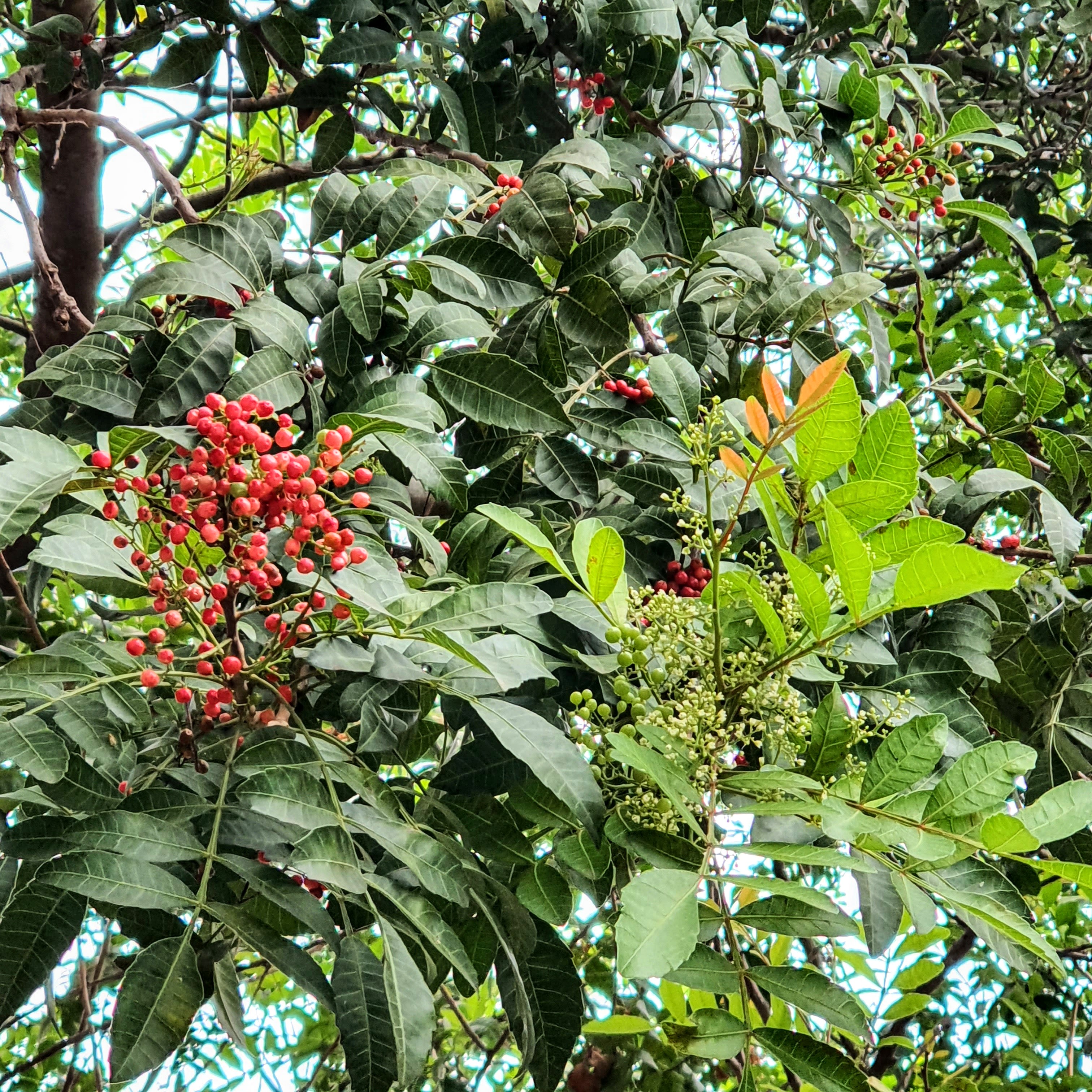 Flores e frutos da aroeira-mansa