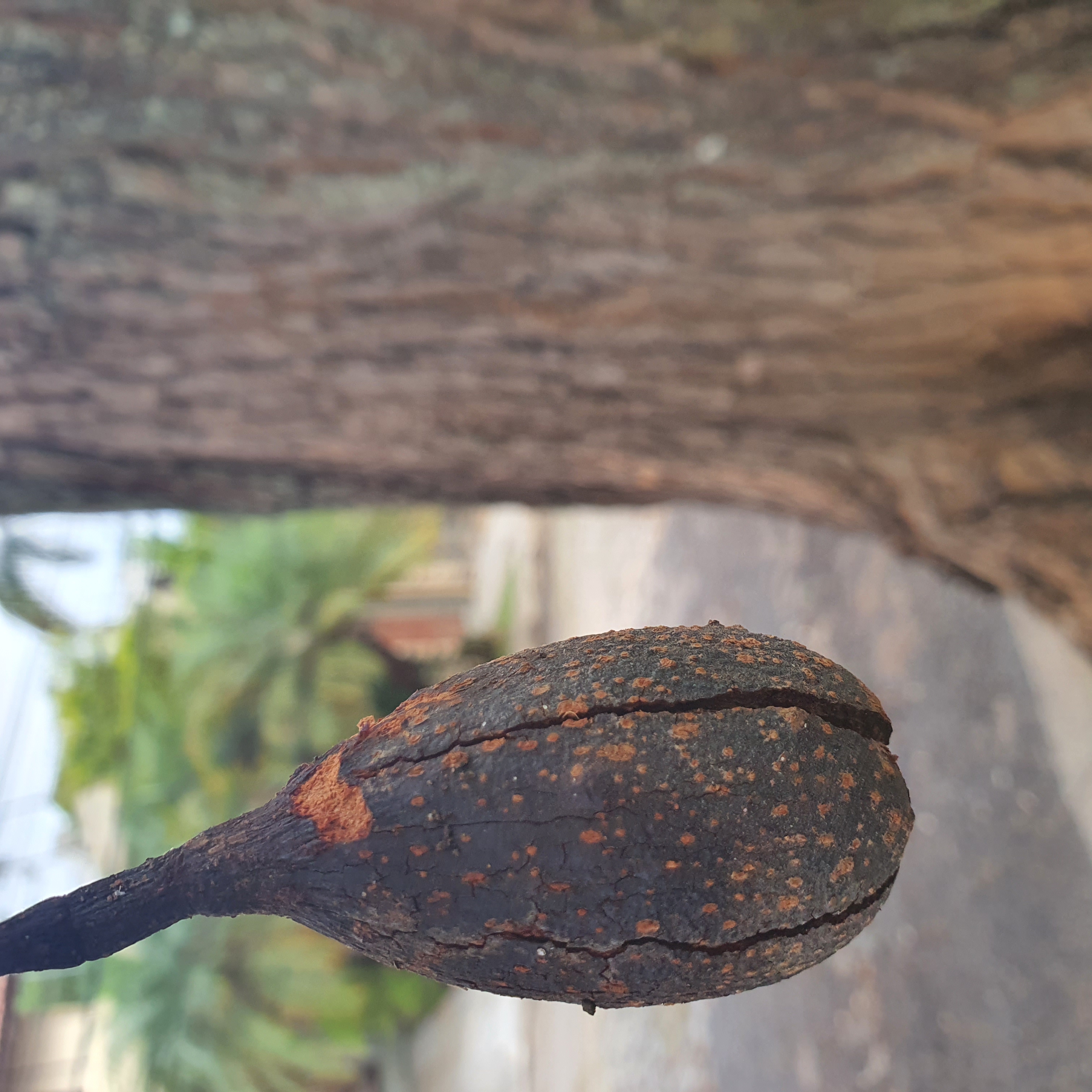 Fruto do cedro-rosa.