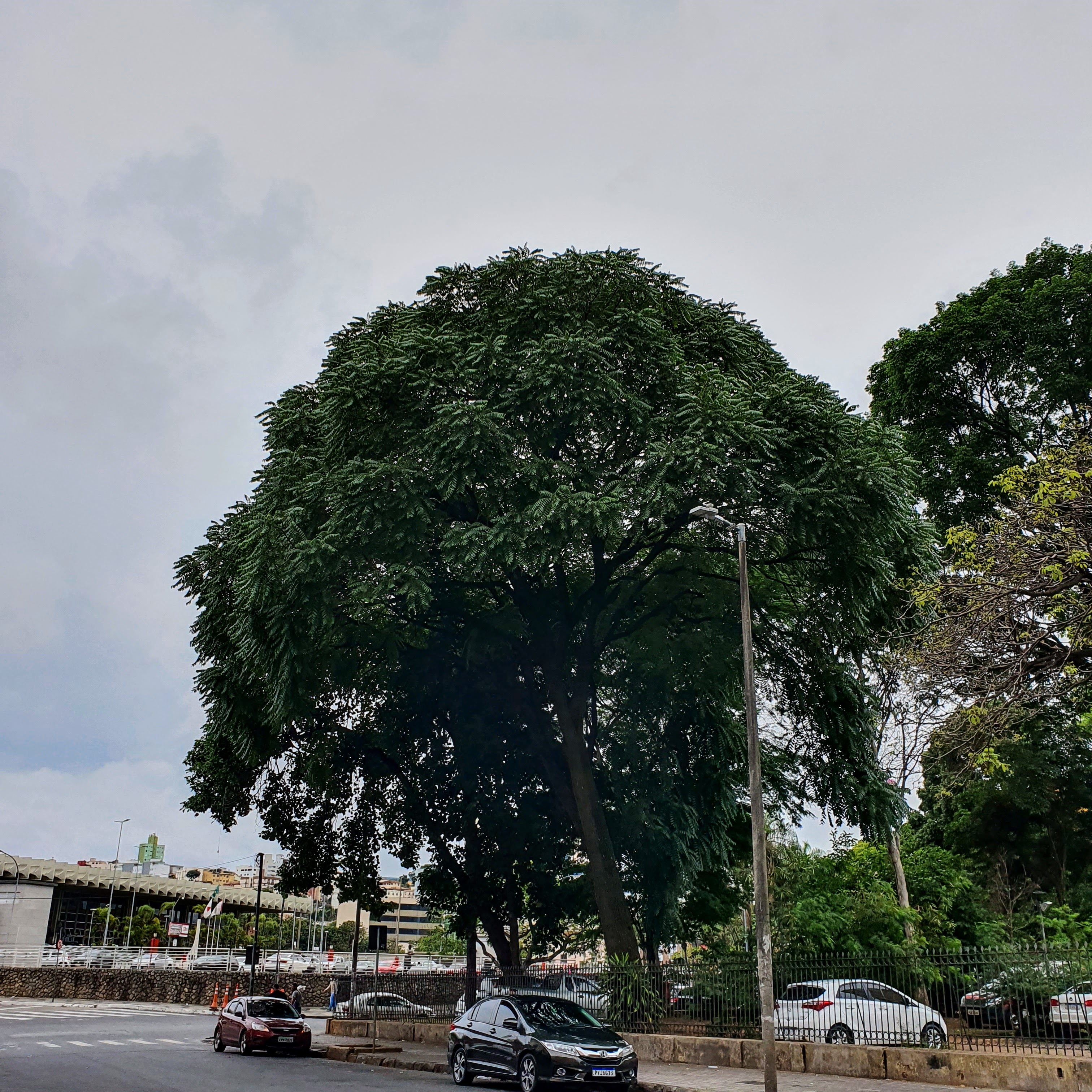 Cedro rosa em praça.