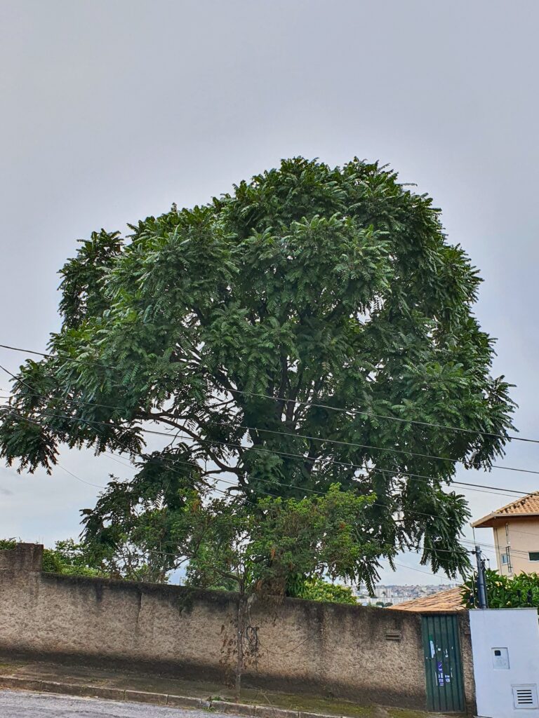 Cedro rosa em lote.