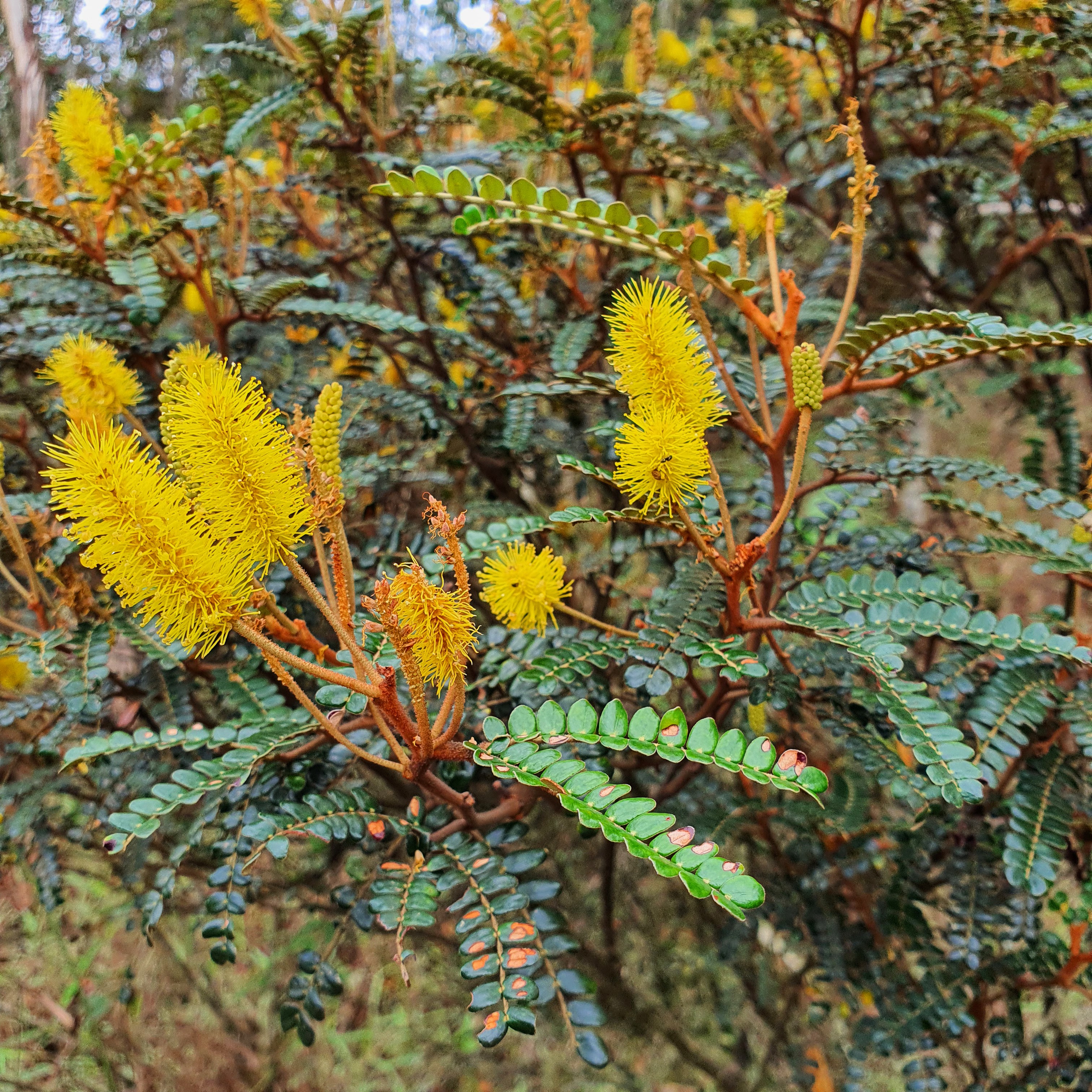 Folhagem e flores da bracatinga-do-campo.