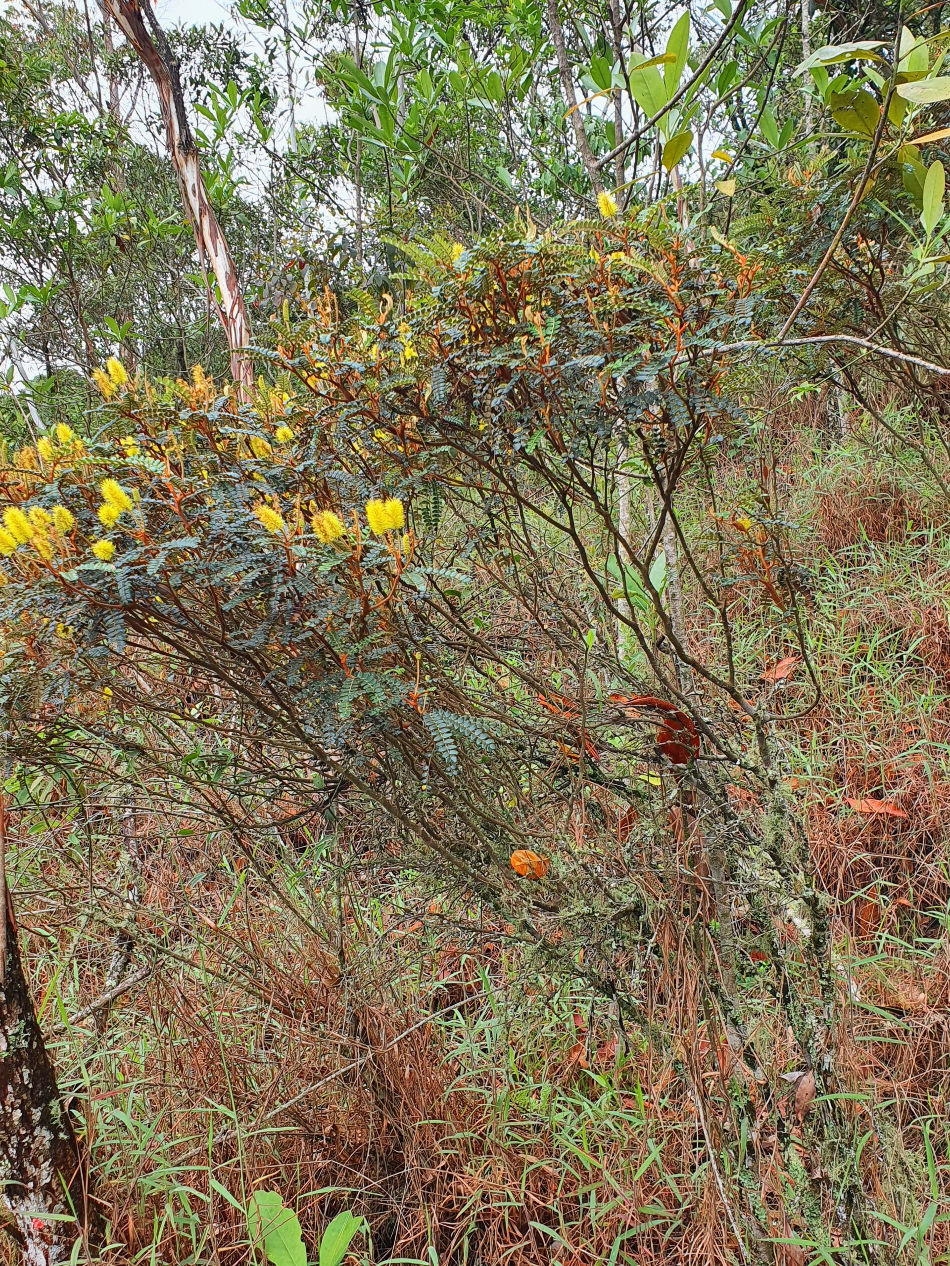 Arbusto da bracatinga-do-campo.