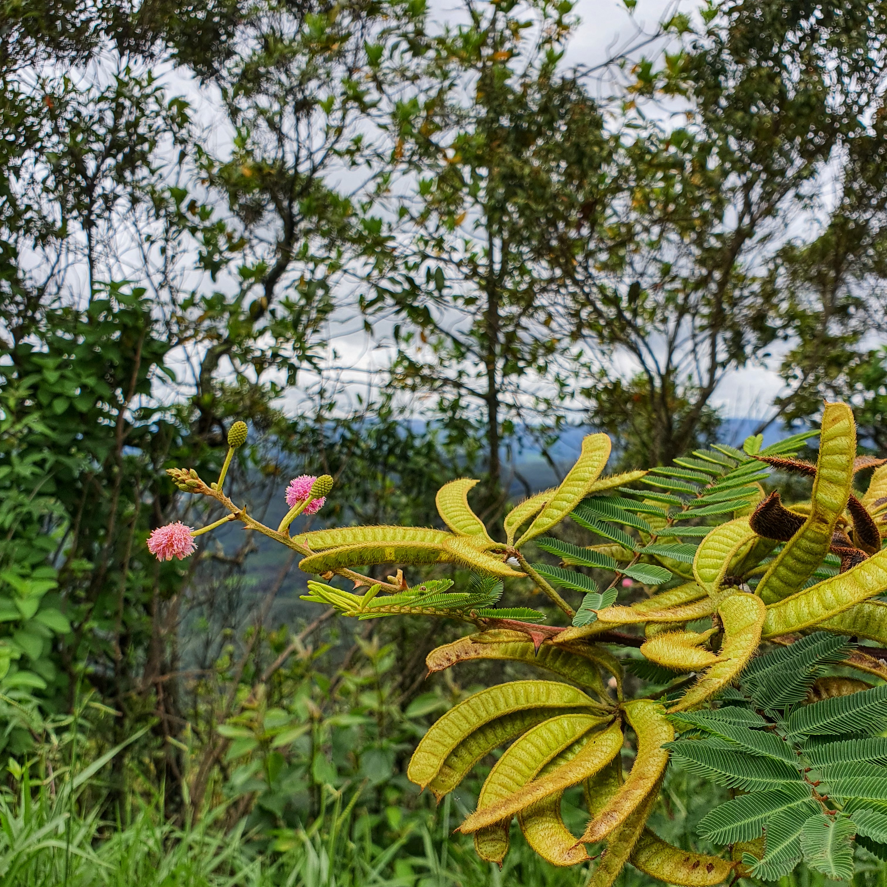 Folhas e flores da mimosa.