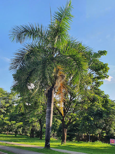 Palmeira-imperial em crescimento.
