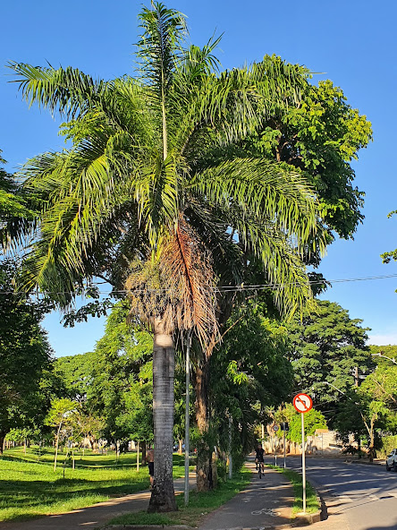Palmeira-imperial.