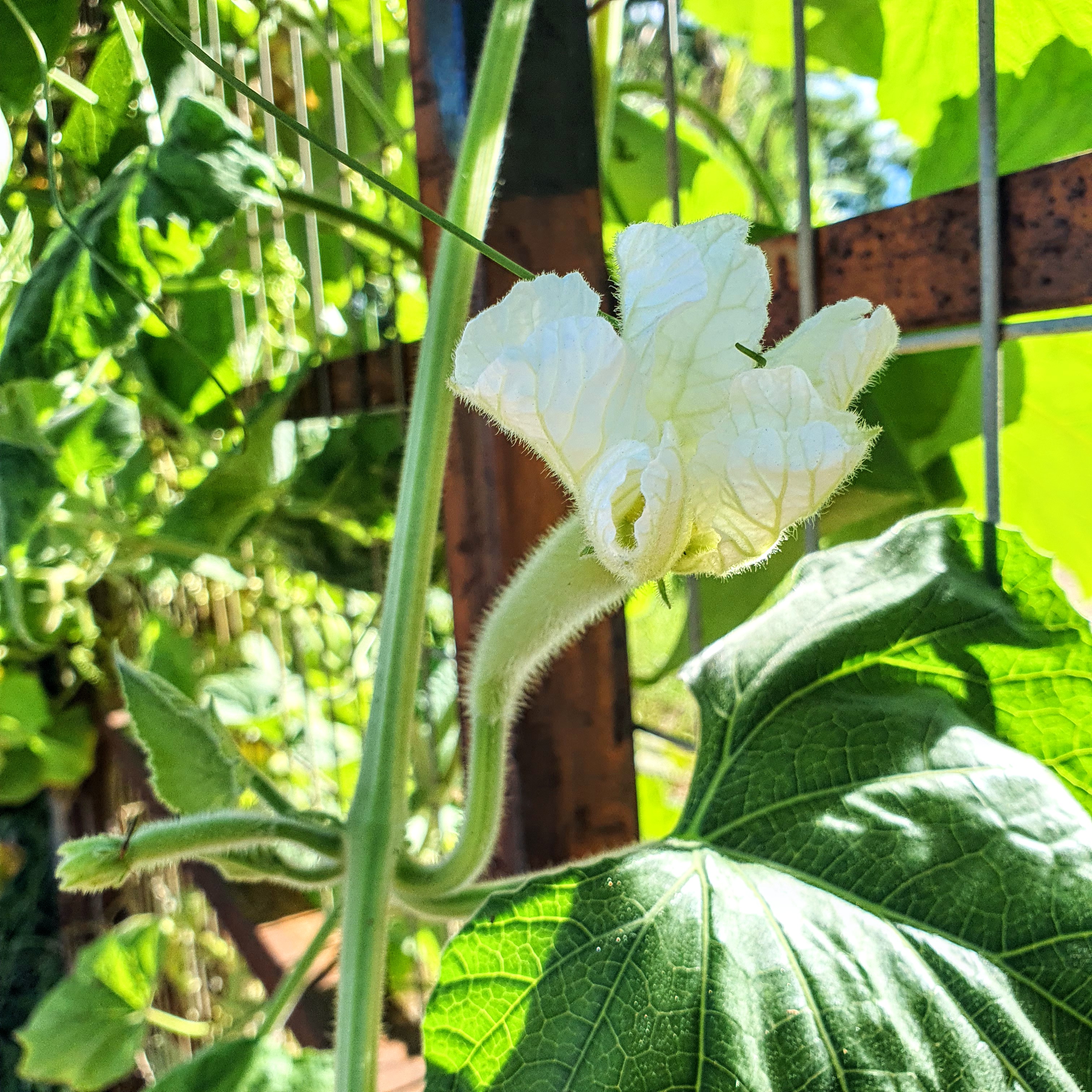 Flor de abóbora.