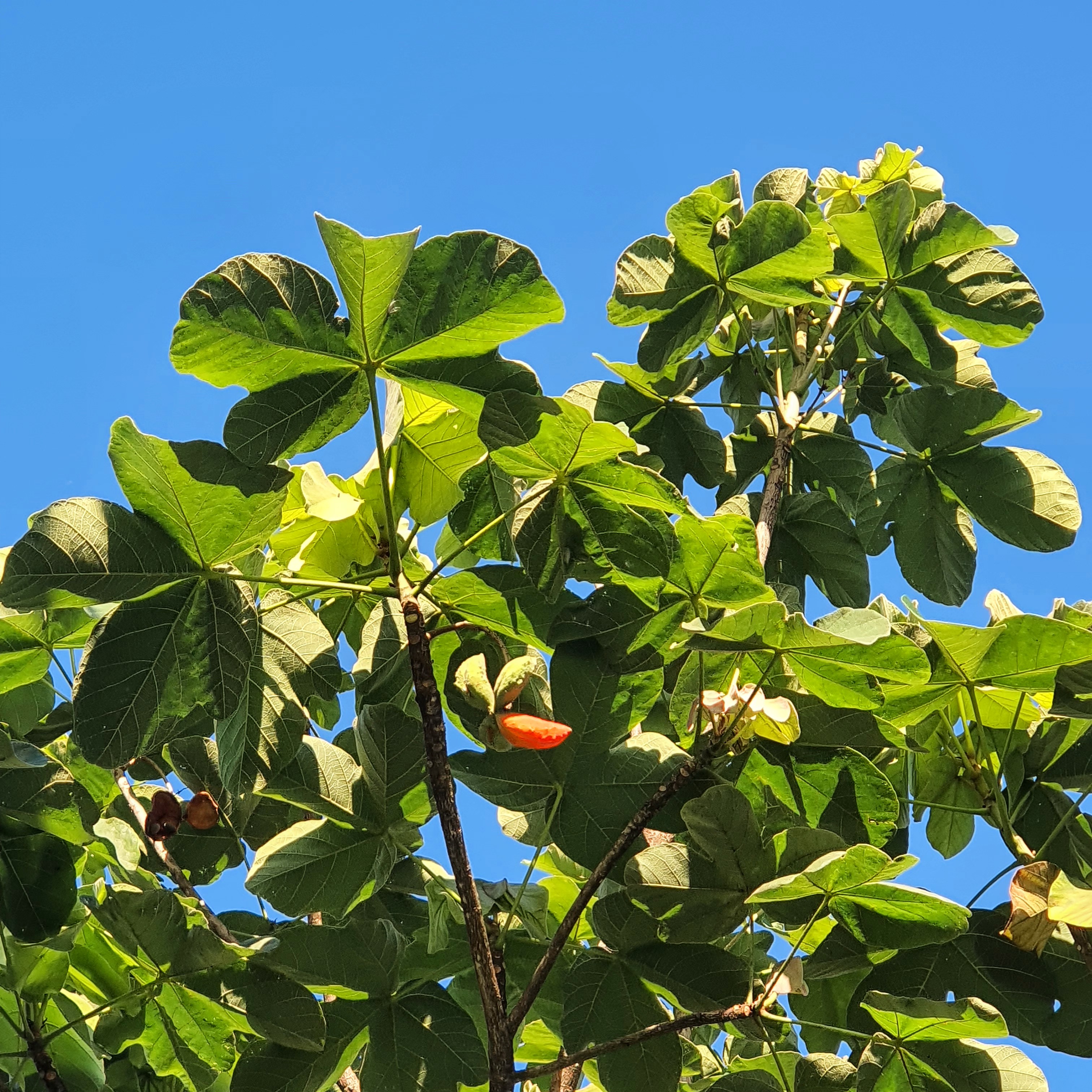 Folhas e fruto do chichá-do-cerrado.