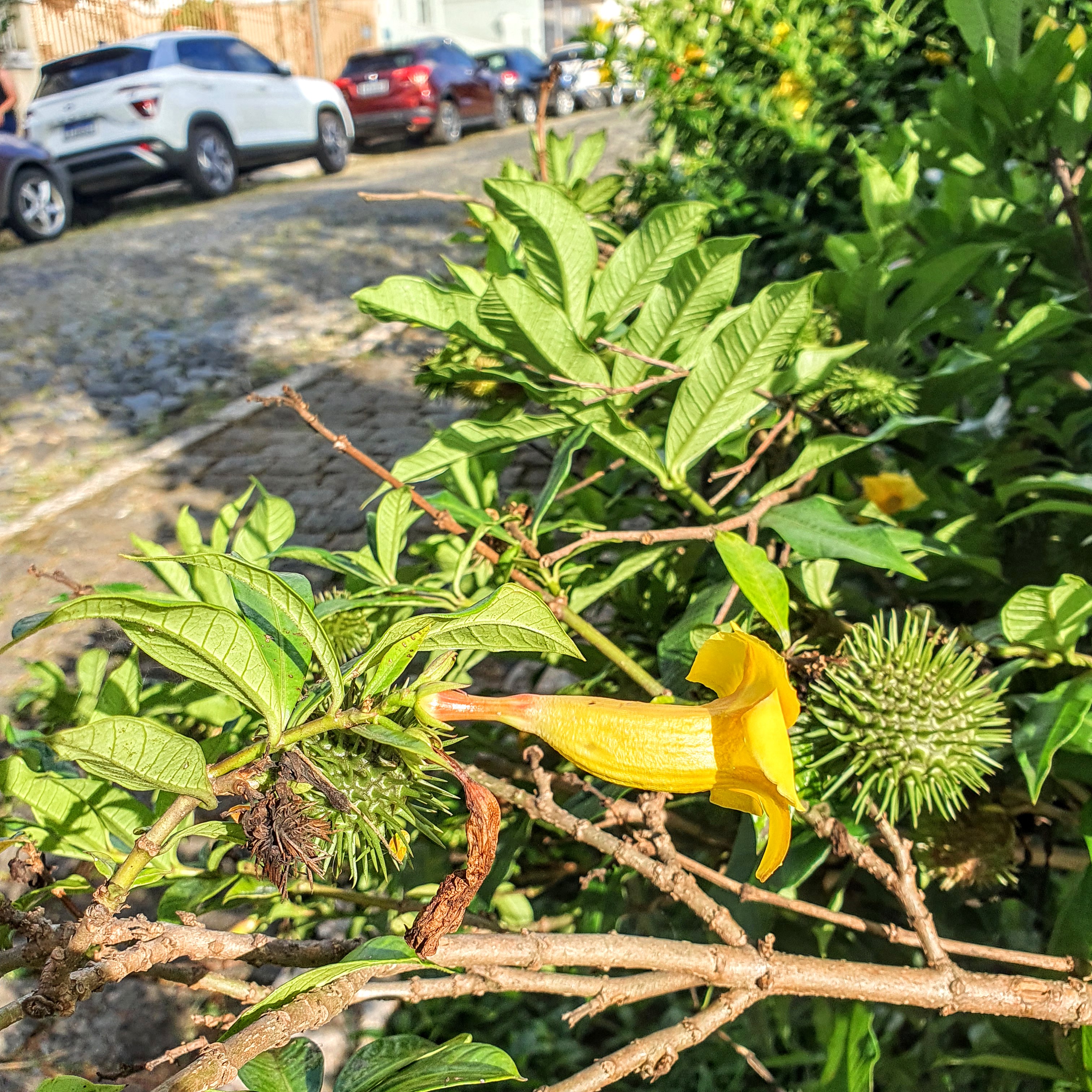 Flor e fruto da alamanda-amarela.