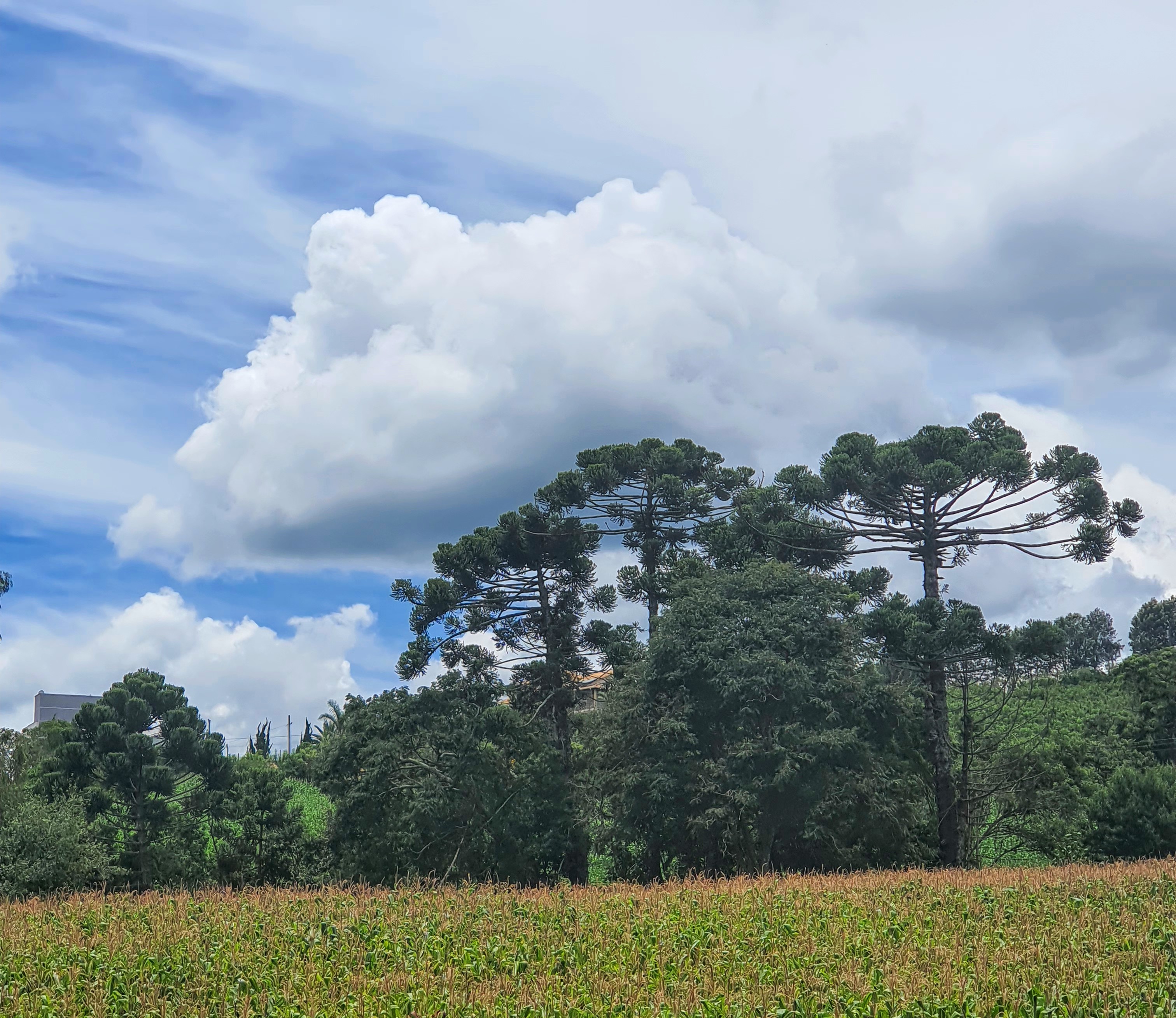 Pinheiros-do-paraná.