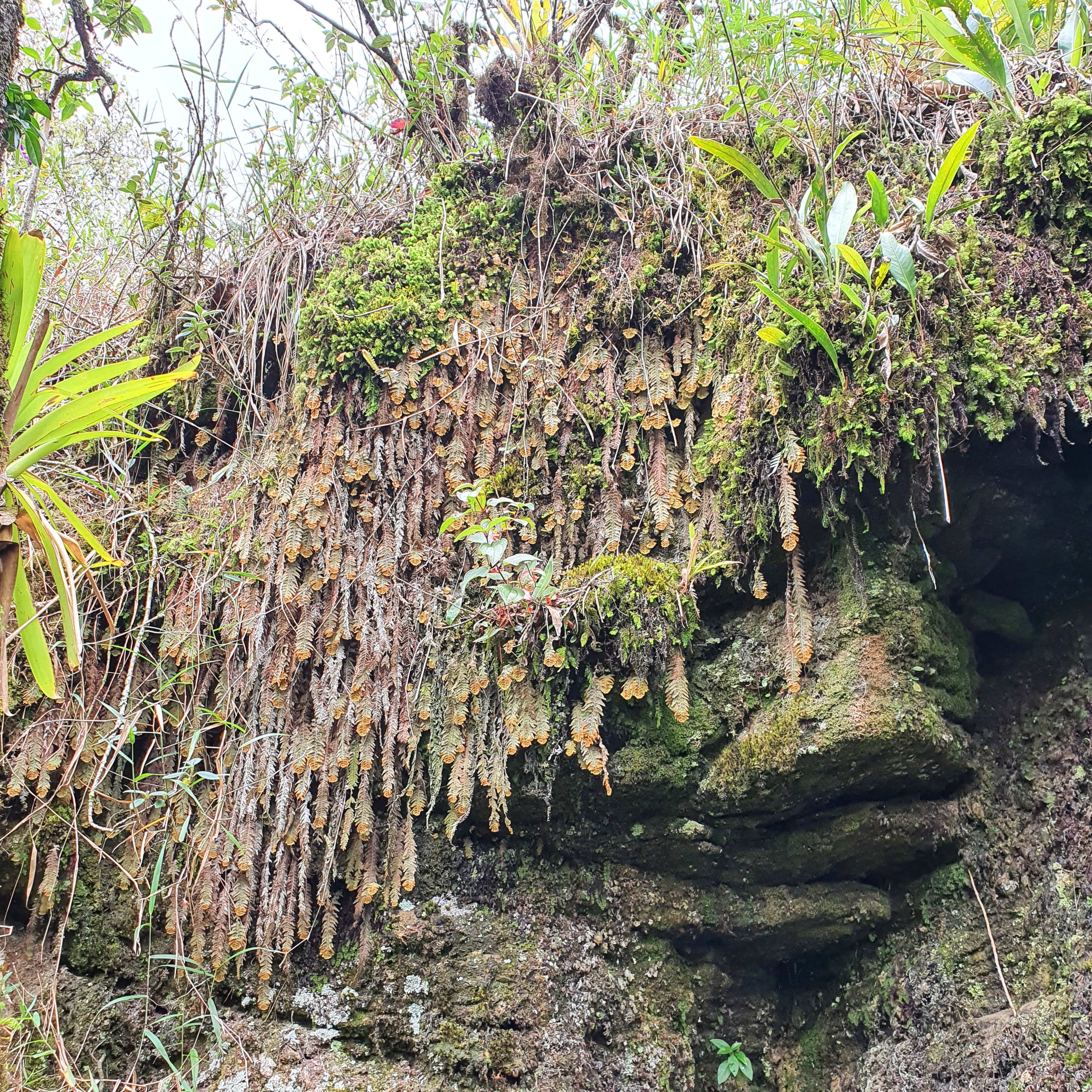 Formação vegetal junto da gruta.