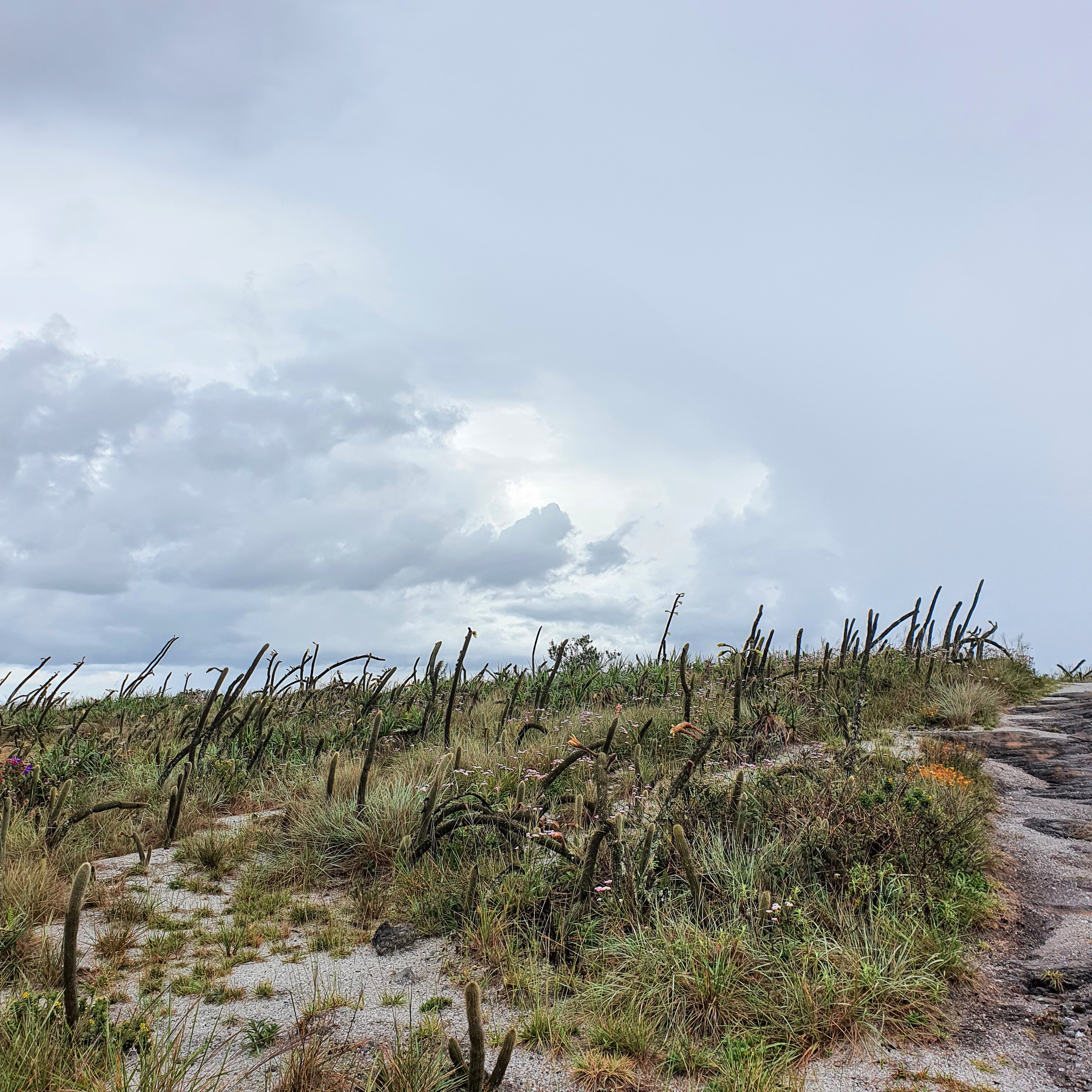 Apesar do clima úmido, cactos se desenvolvem no Parque em função da excelente drenagem do solo.