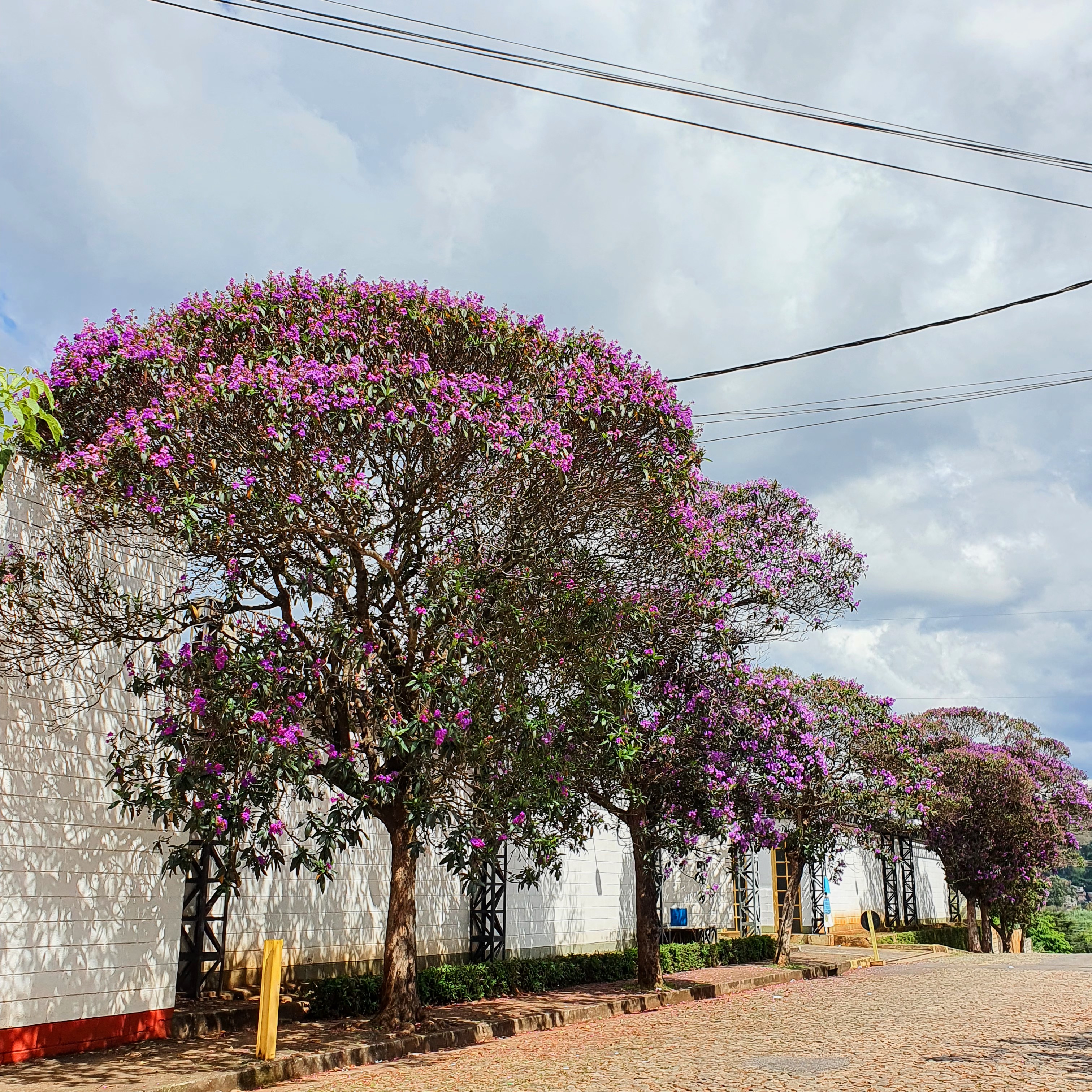 Sequência de quaresmeiras-roxa.