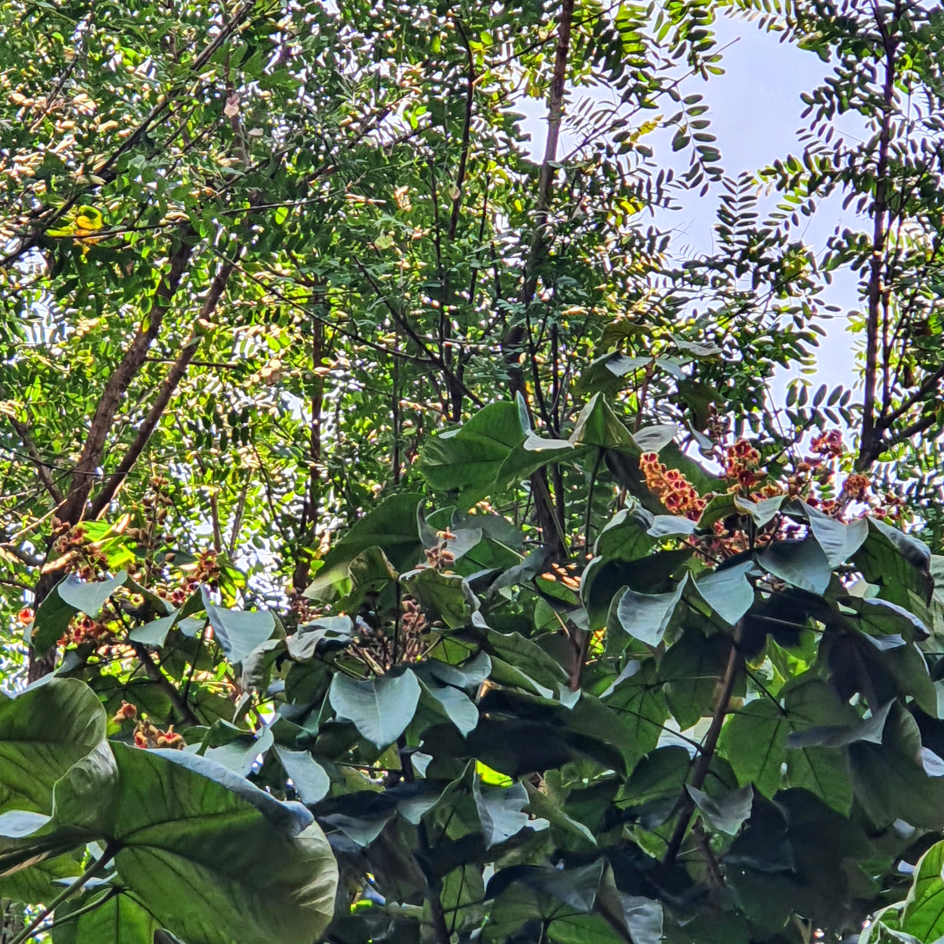 Flores do chichá.