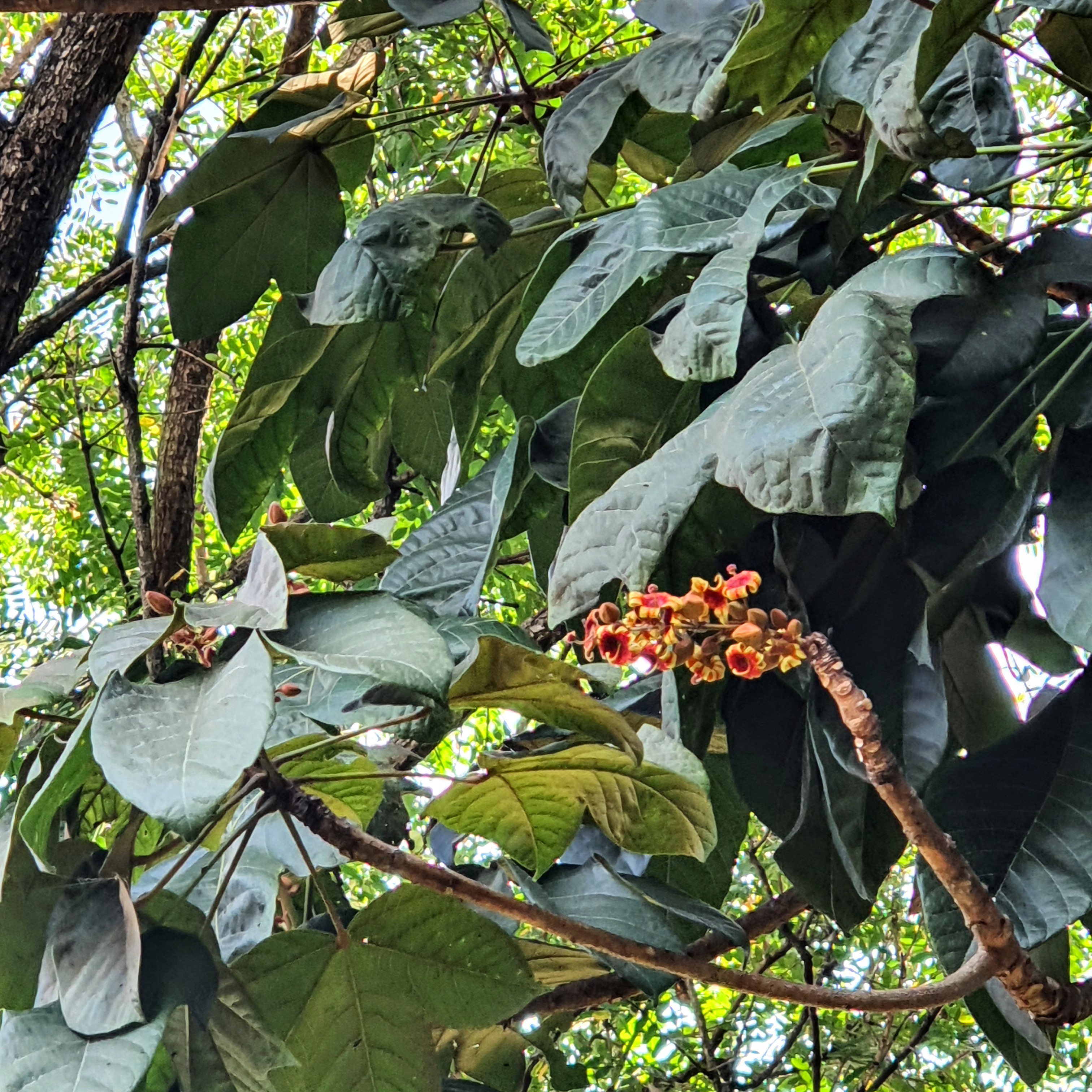 Flores do chichá.