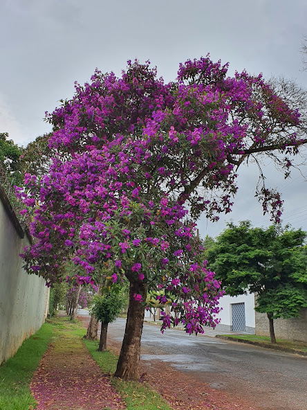 Quaresmeira-roxa florida.