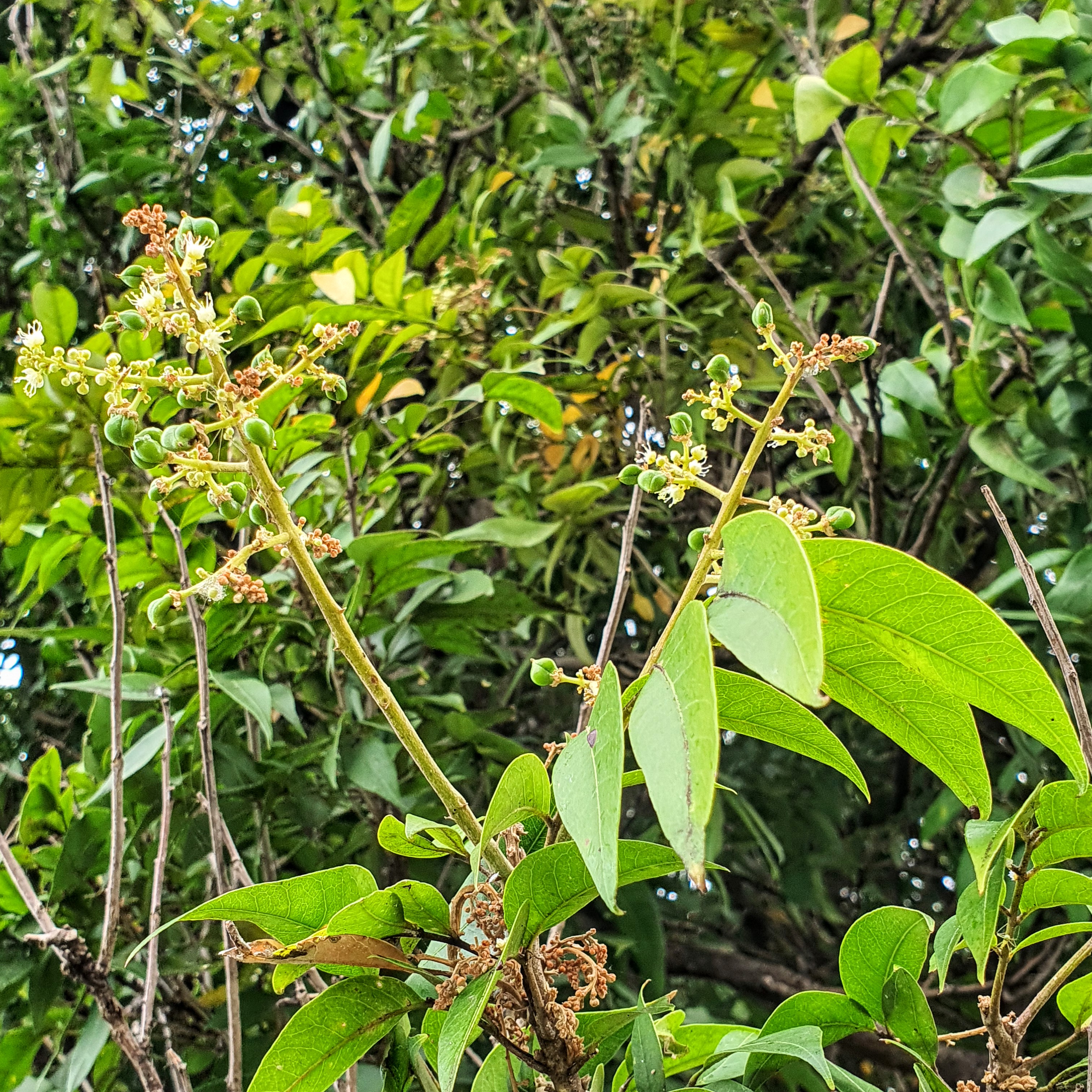 Folhas e inflorescências da saboneteira