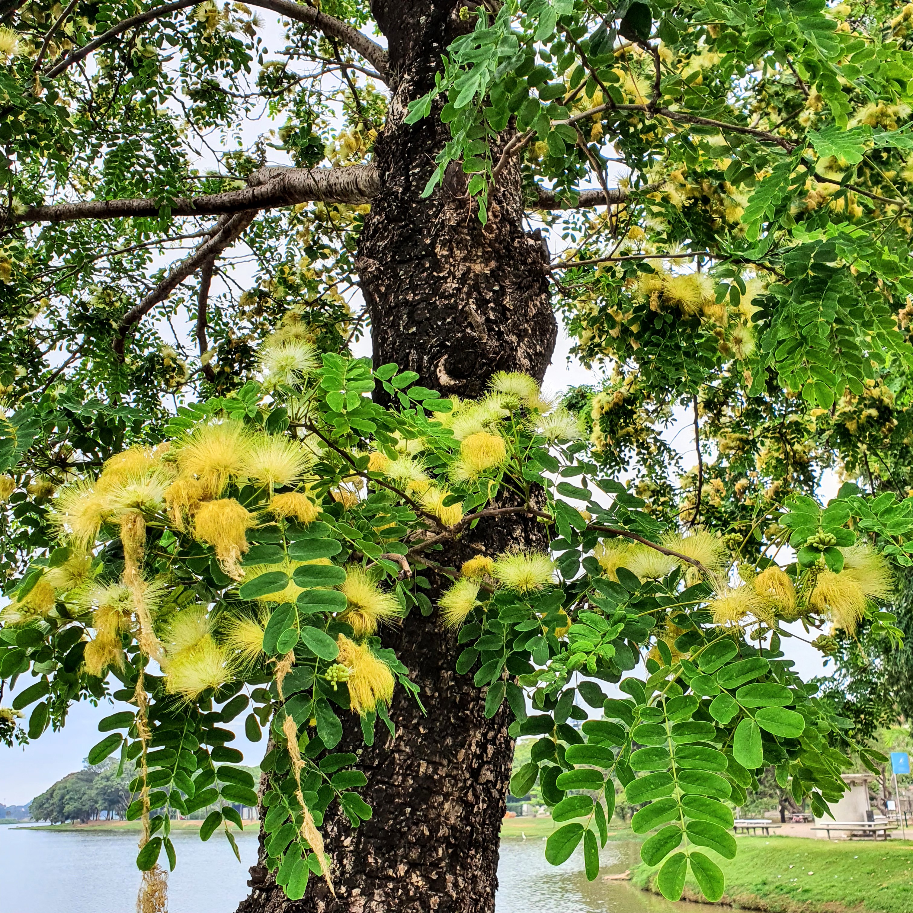 Flores do coração-de-negro.