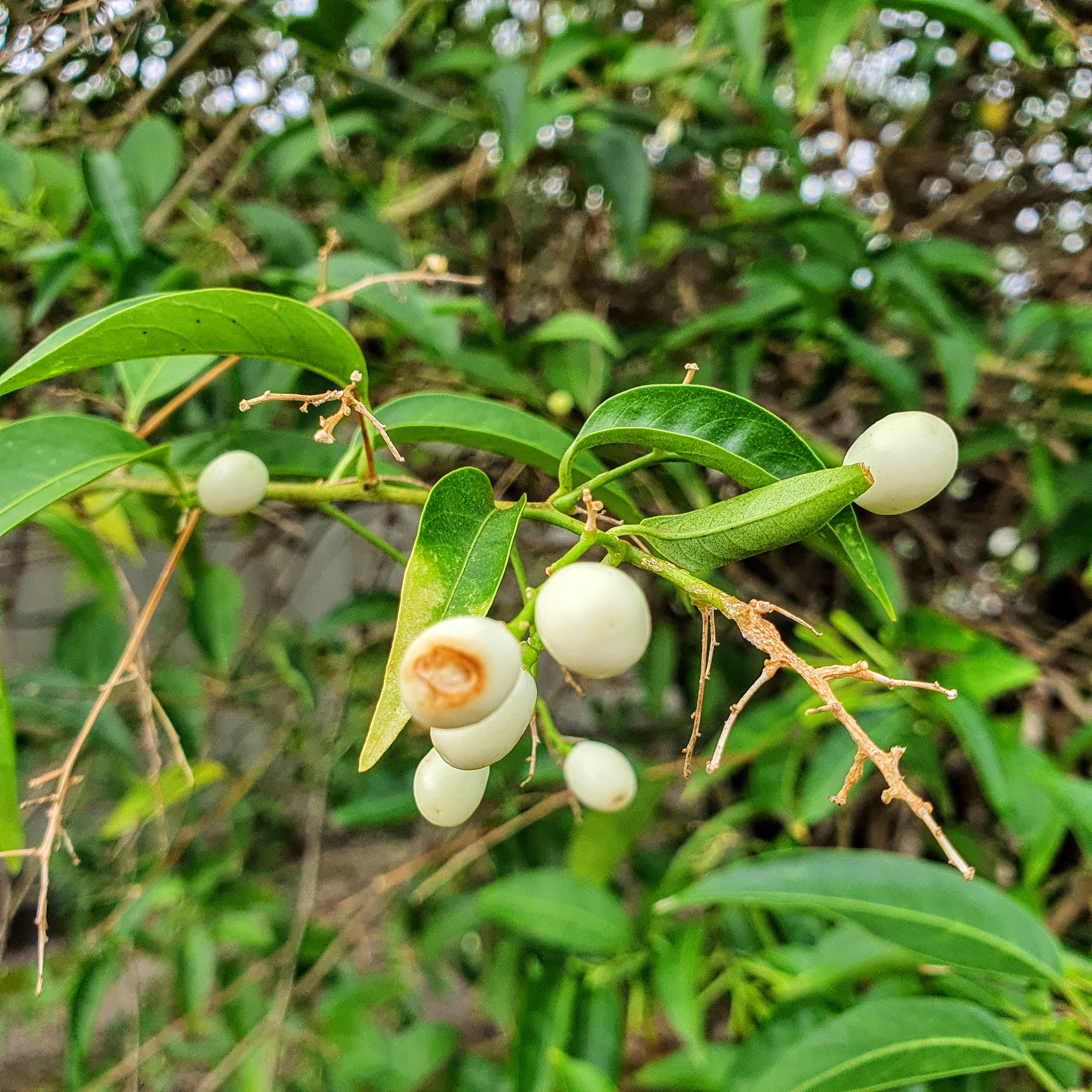 Frutos brancos da embira-branca.