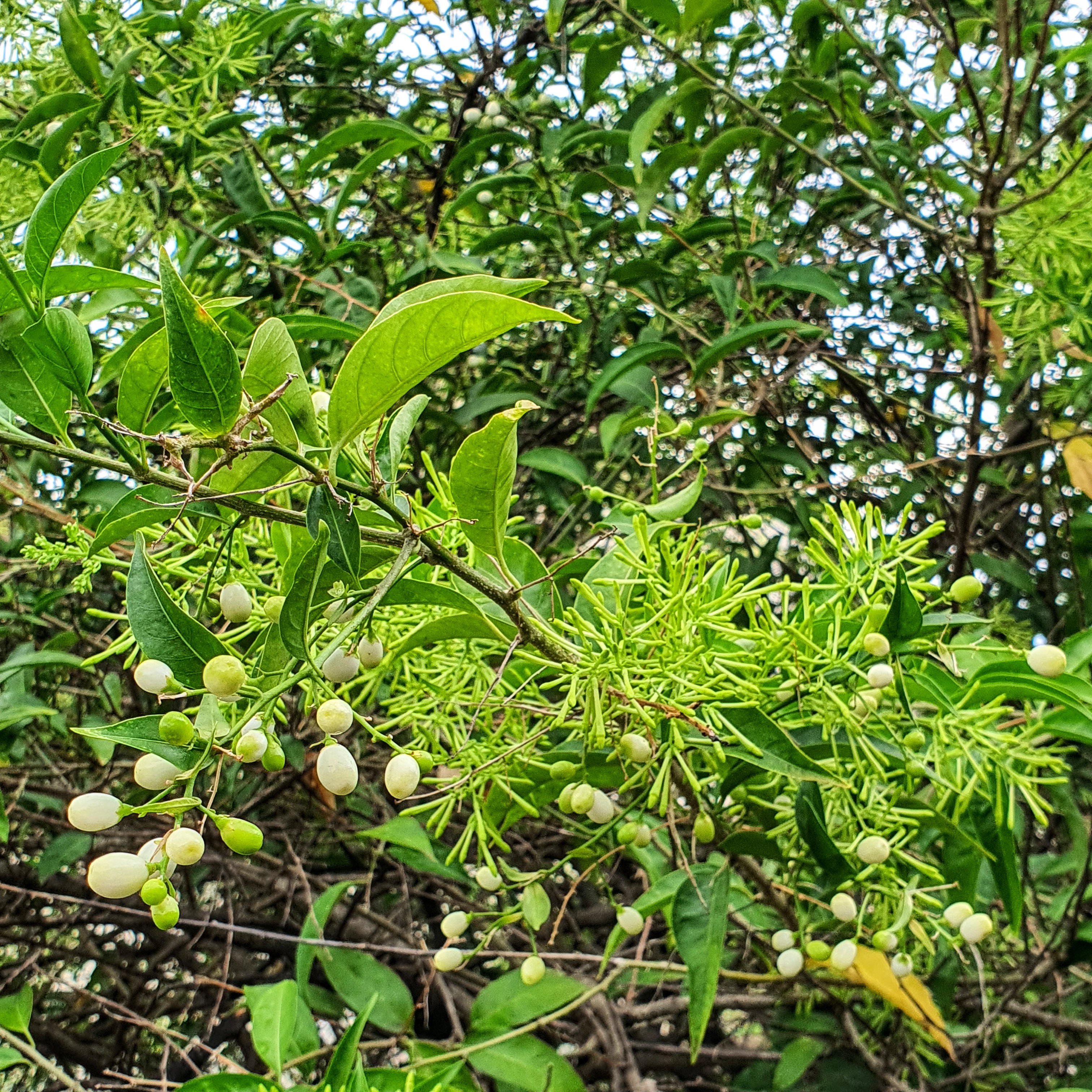 Frutos brancos da embira-branca.