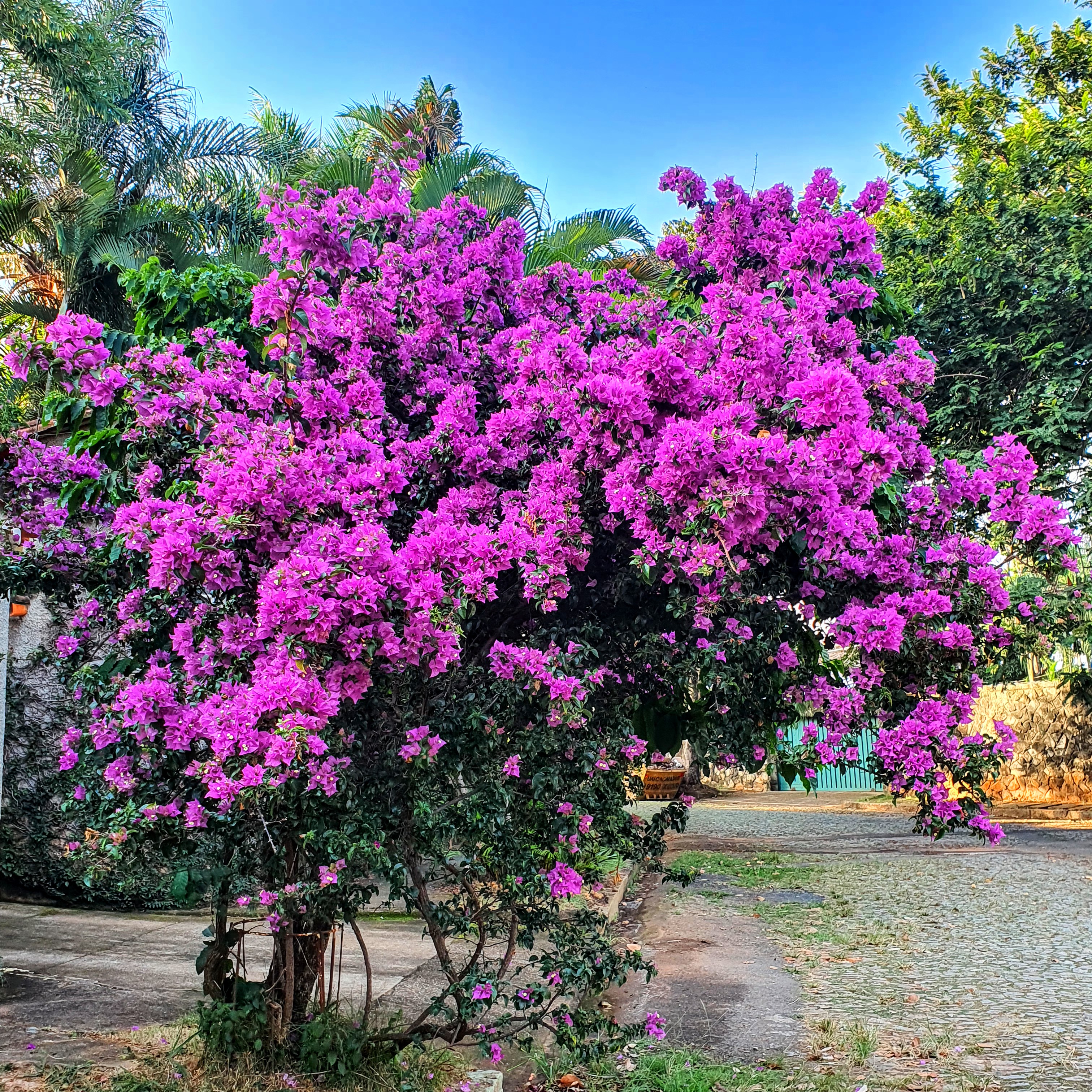 Primavera florida.