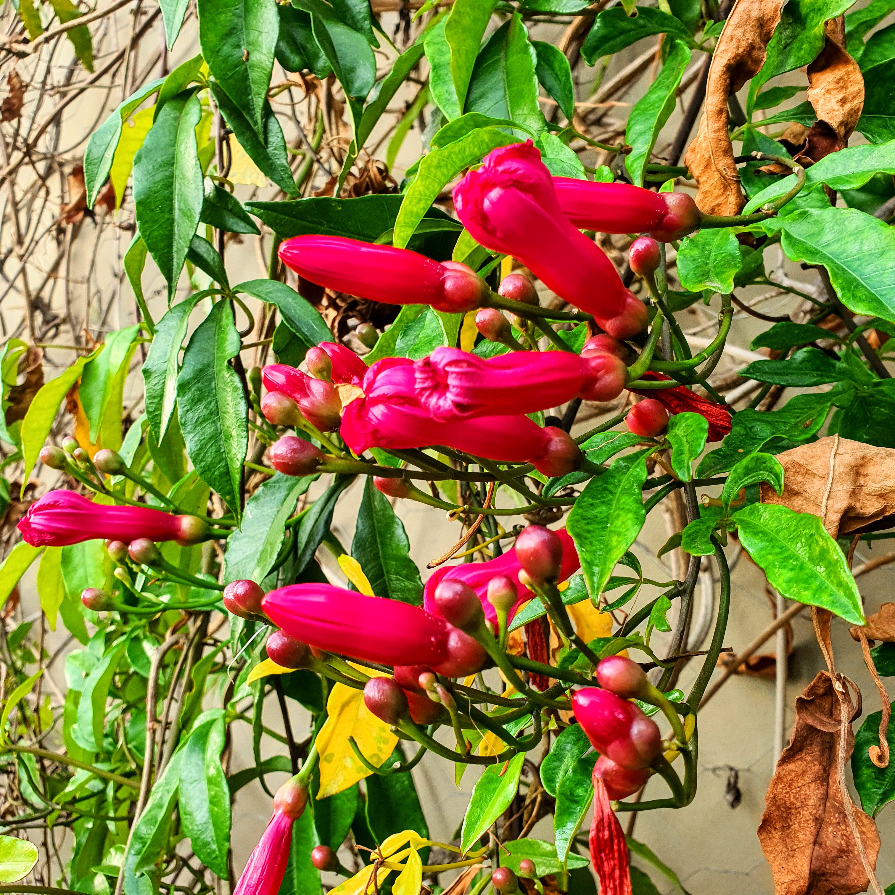 Botões florais e das flores da trepadeira-cardeal.