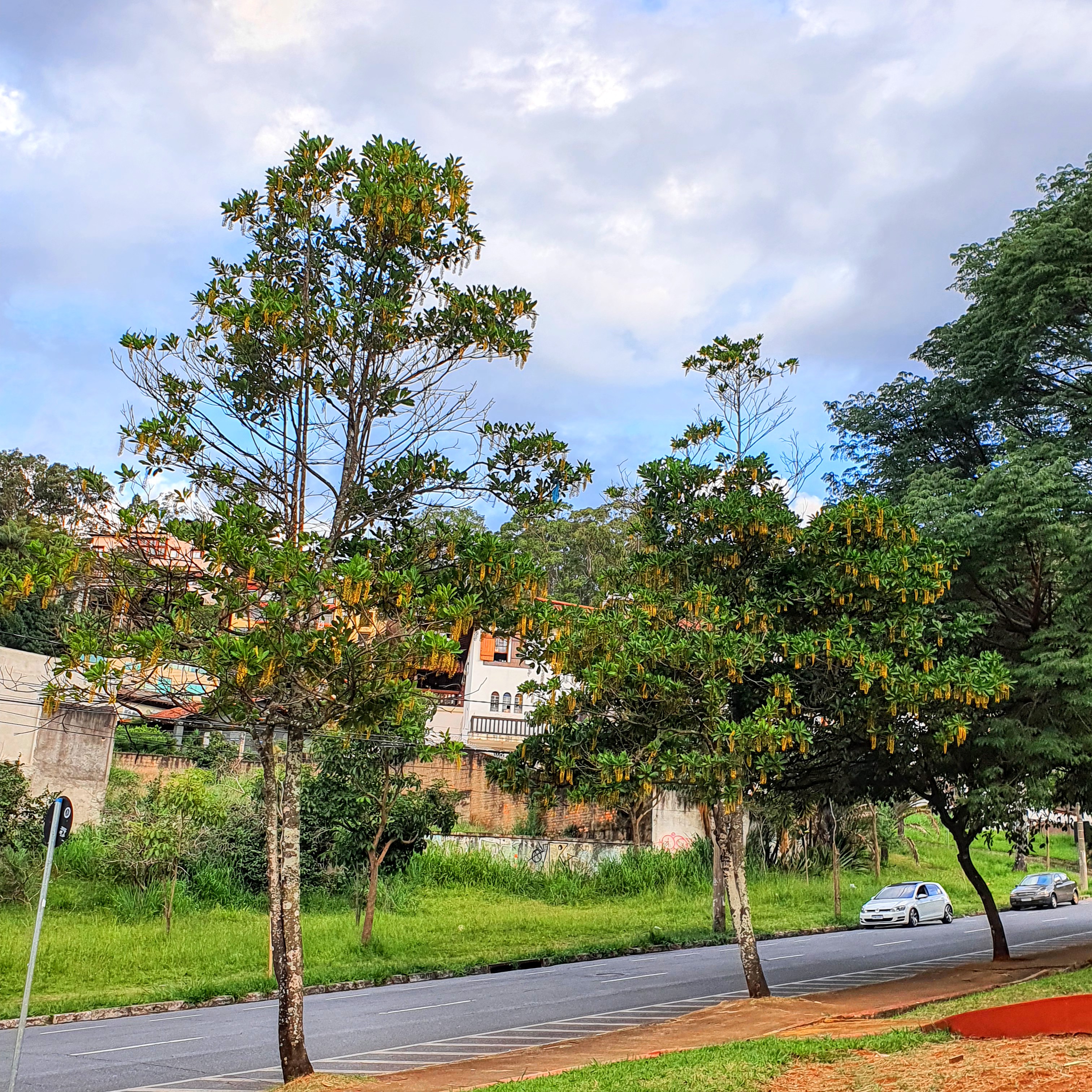 Chuvas-de-ouro floridas.