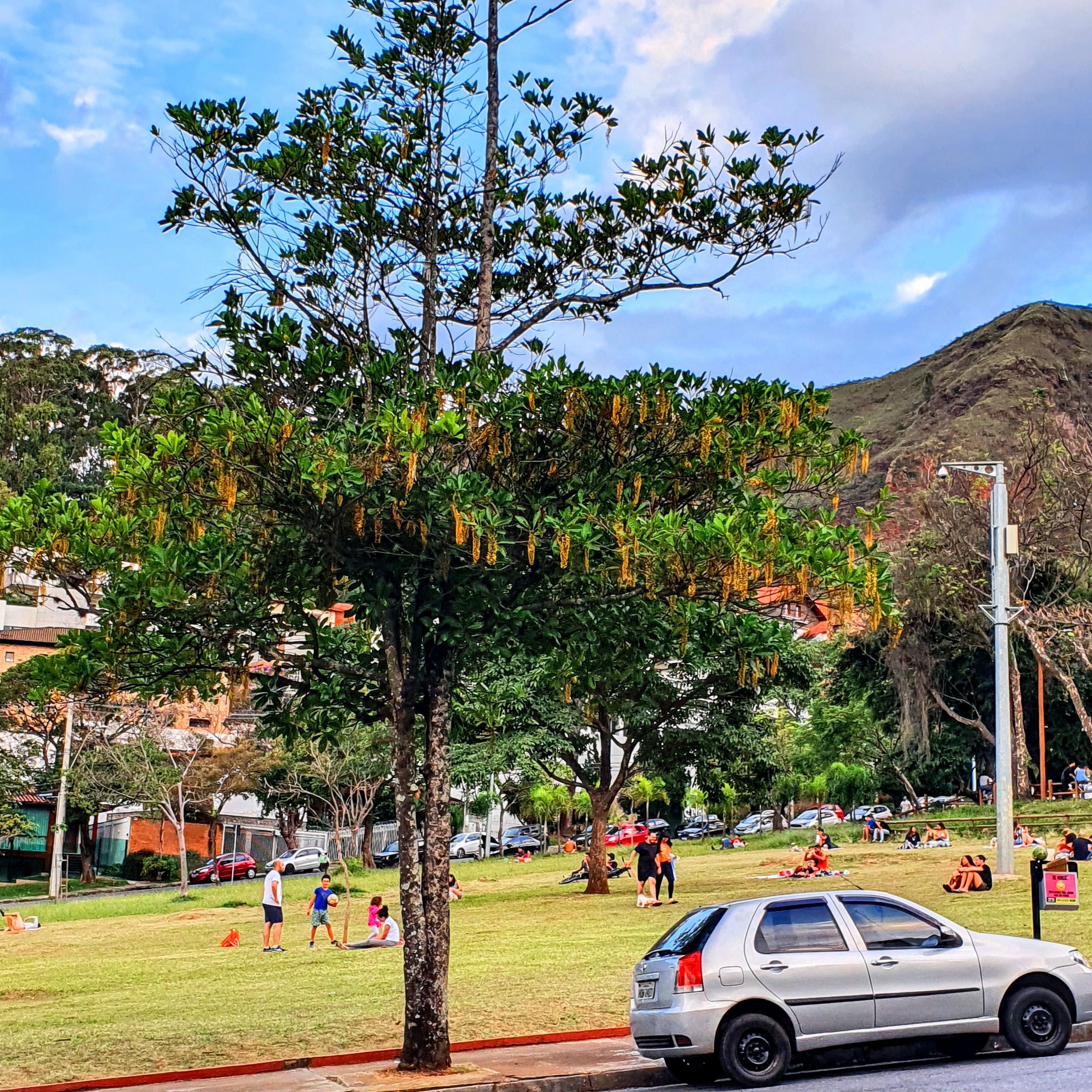 Chuva de ouro florida.