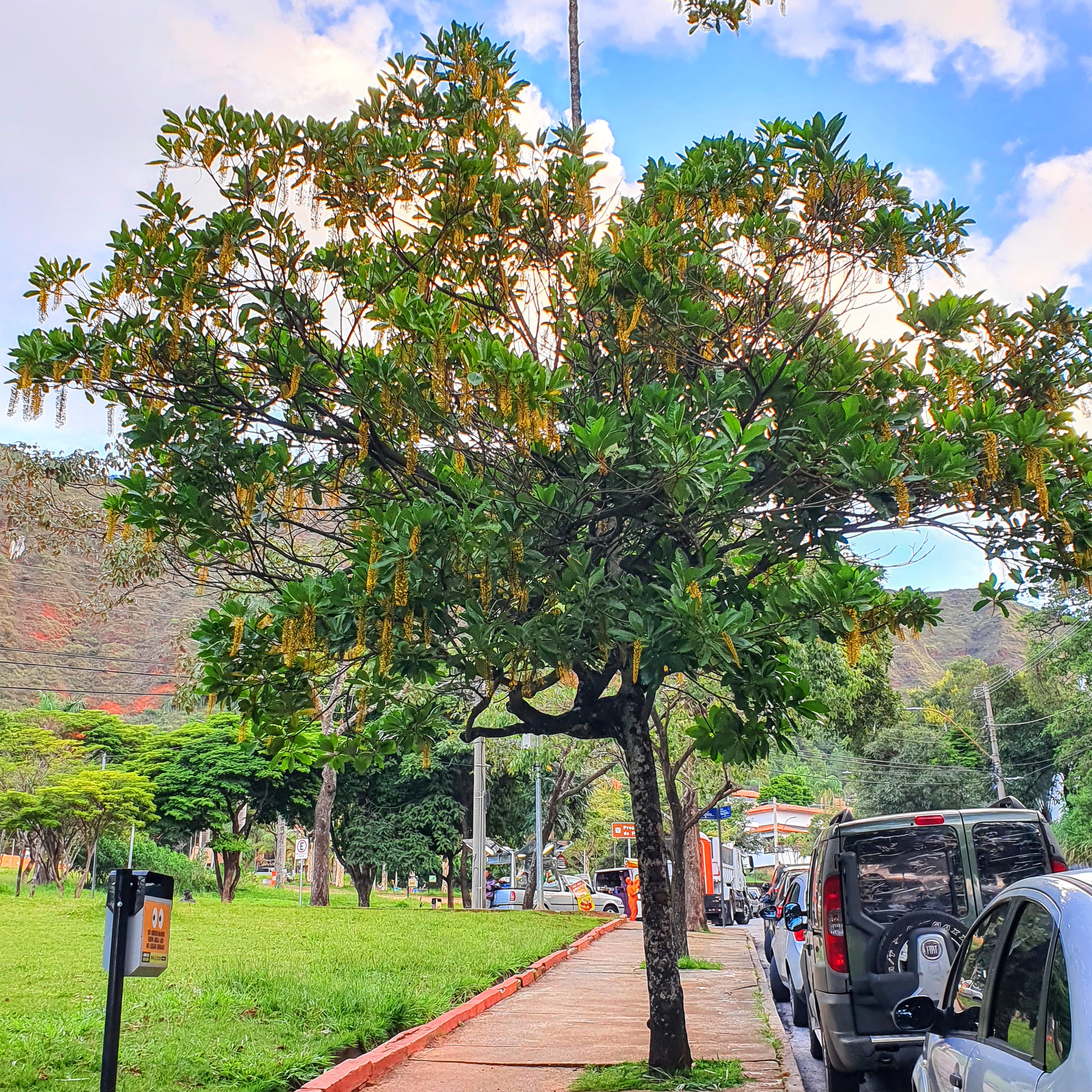 Chuva de ouro florida.