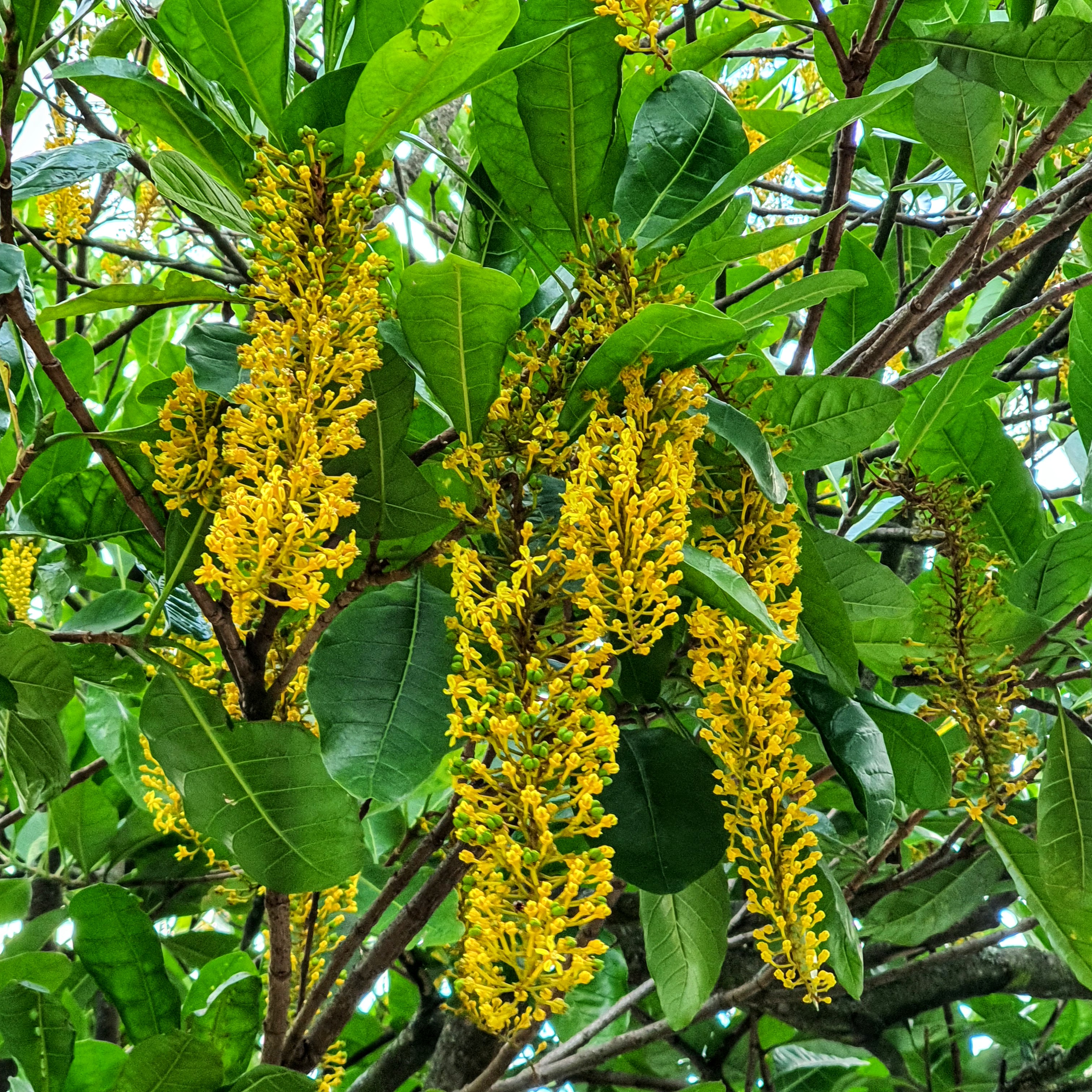 Inflorescência da chuva-de-ouro.