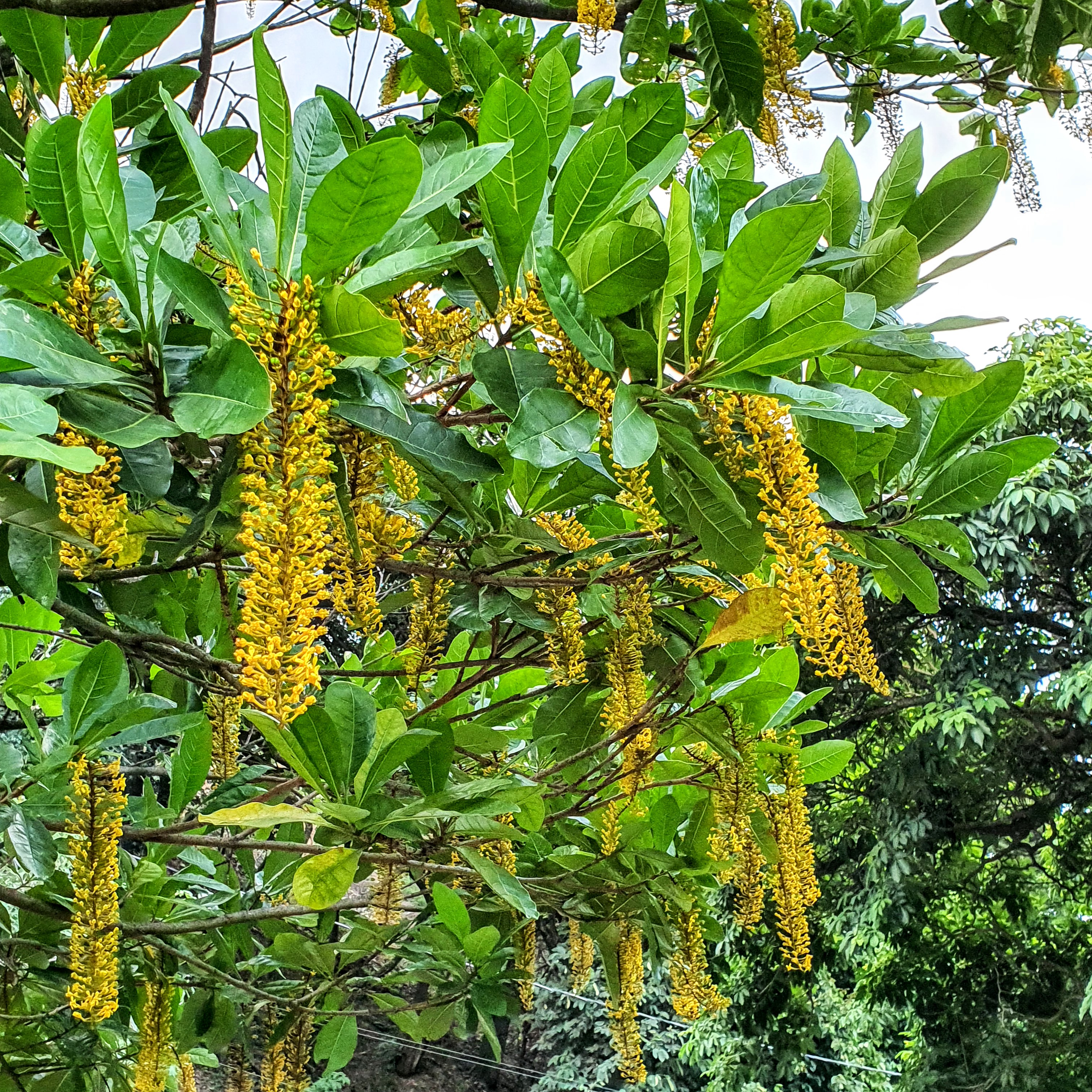 Inflorescência da chuva-de-ouro.