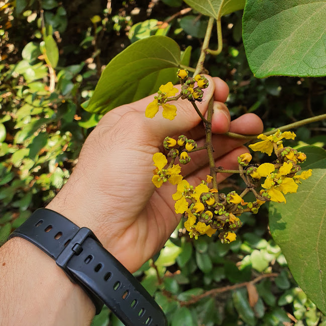 Inflorescências do cipó-de-ouro.