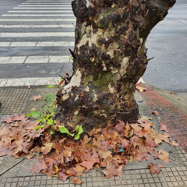 Tronco e folhas do plátano.