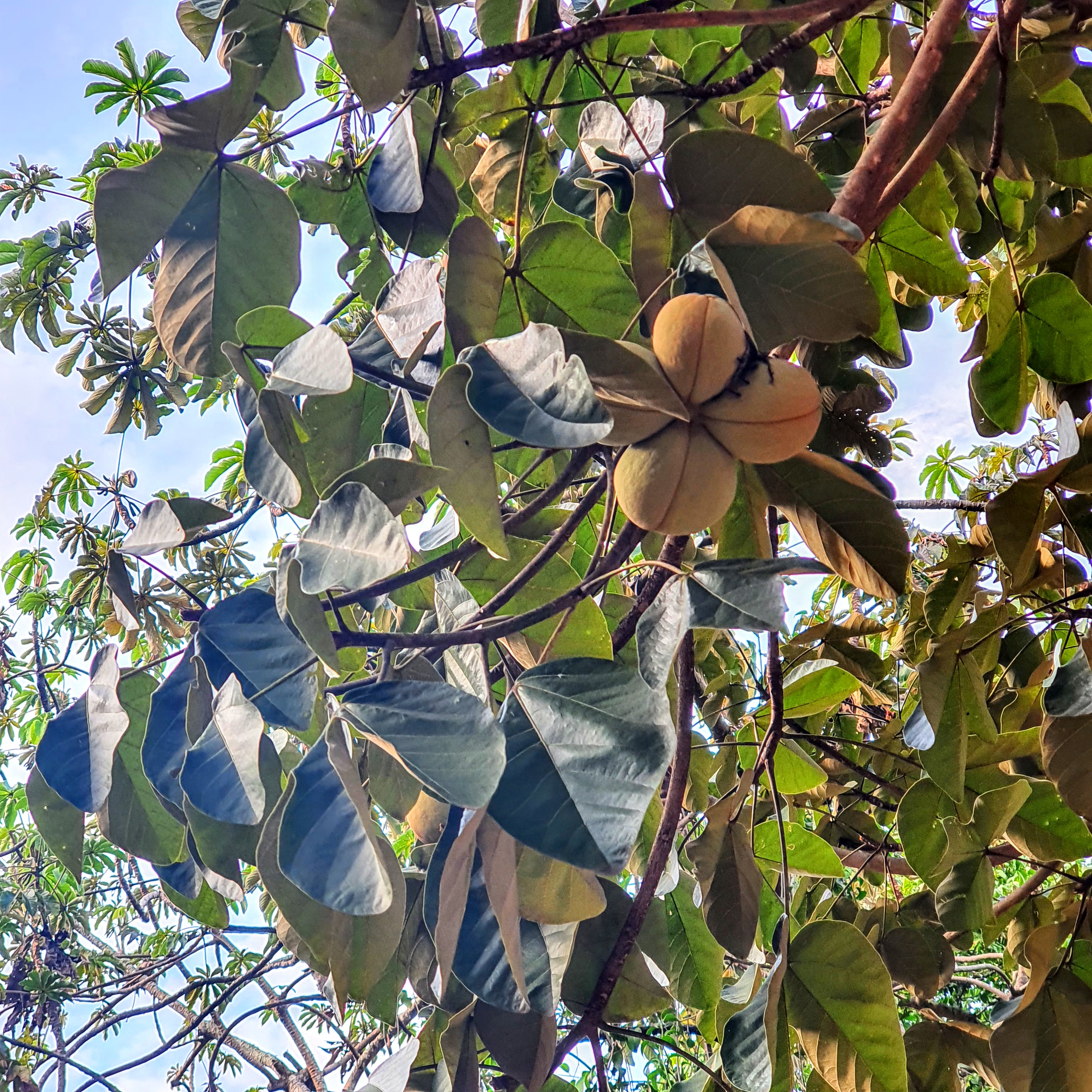 Frutos do chichá.