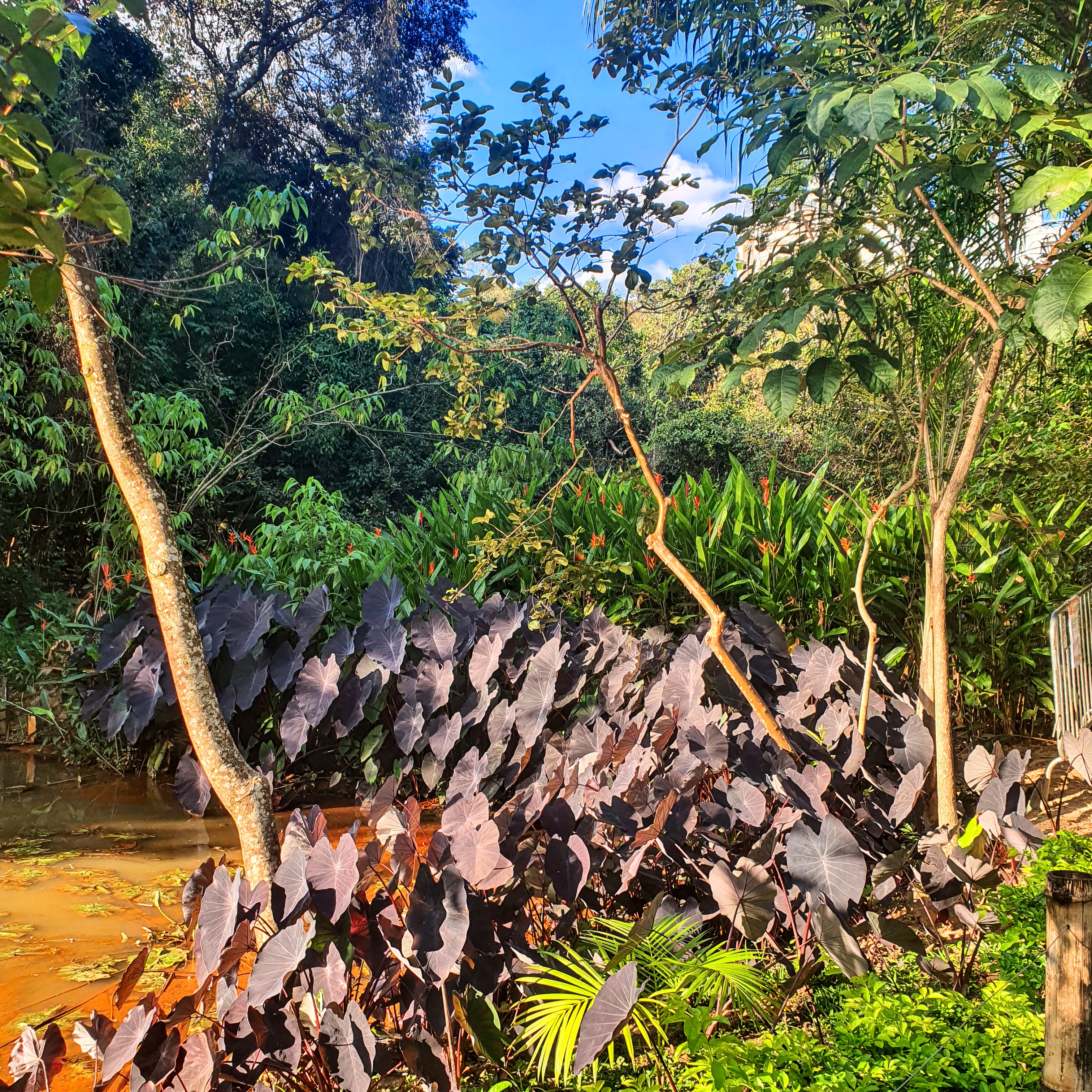 Maciço de inhames preto.