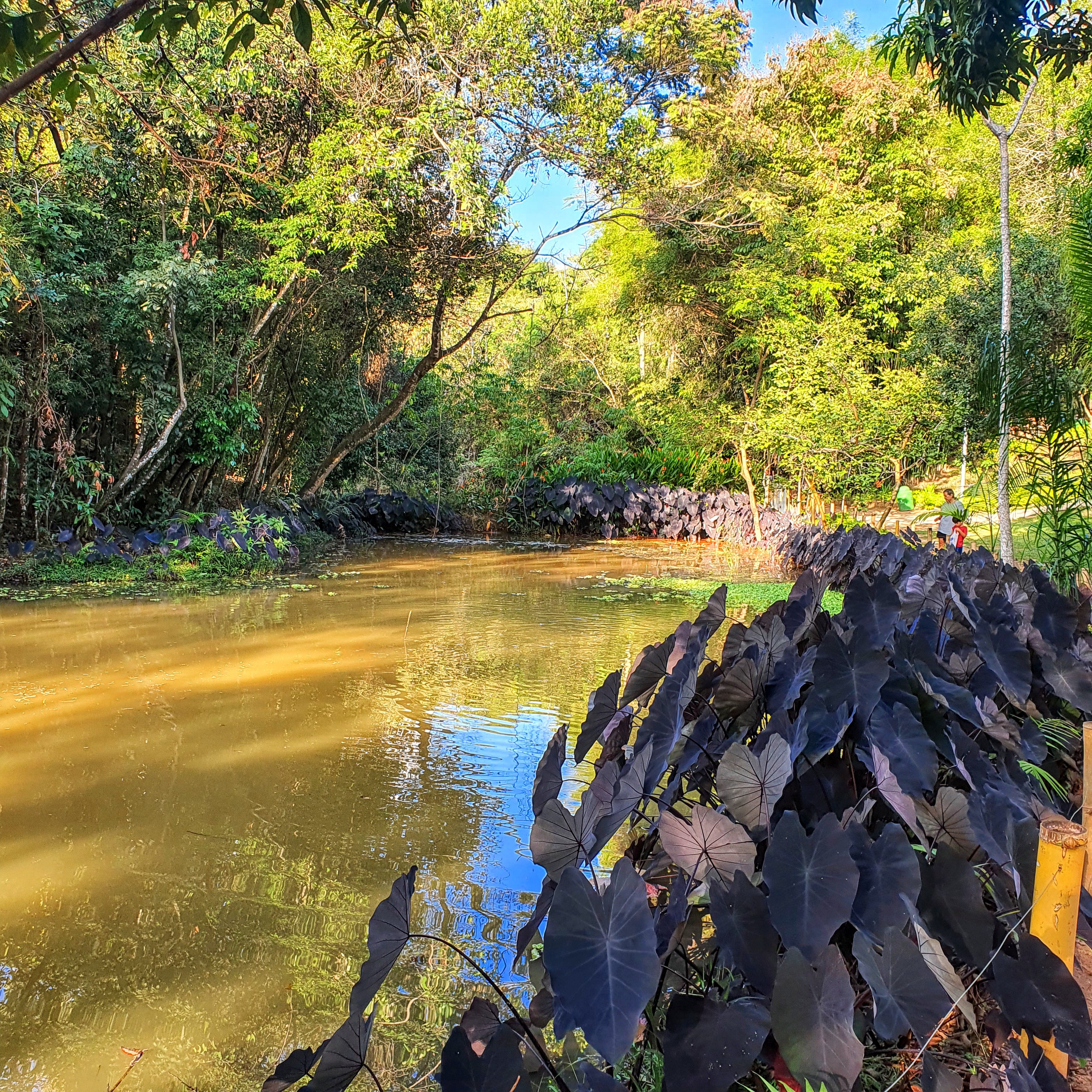 Lagoa do Parque Municipal Ursulina de Melo Andrade.