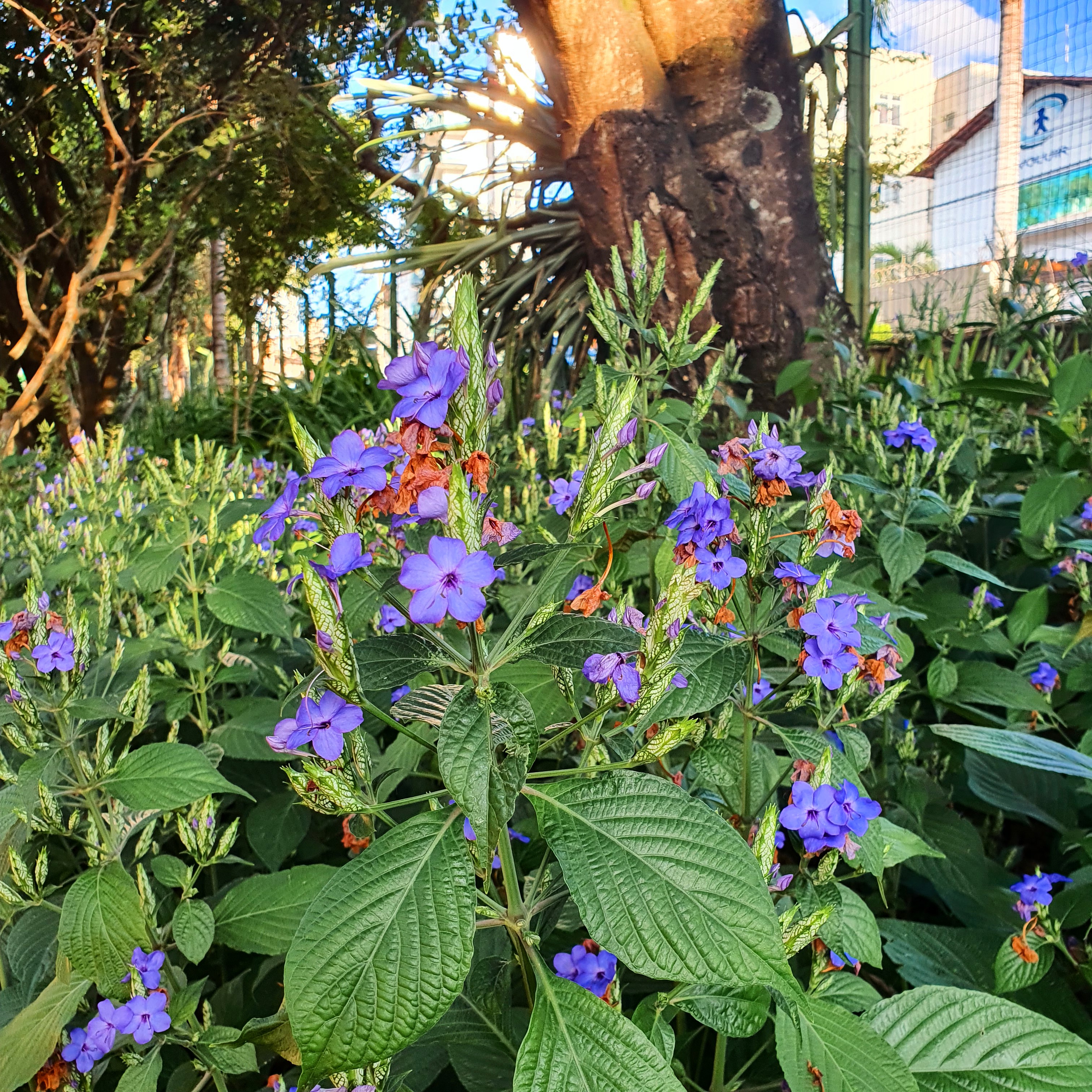 Salva azul (Eranthemum  pulchellum)