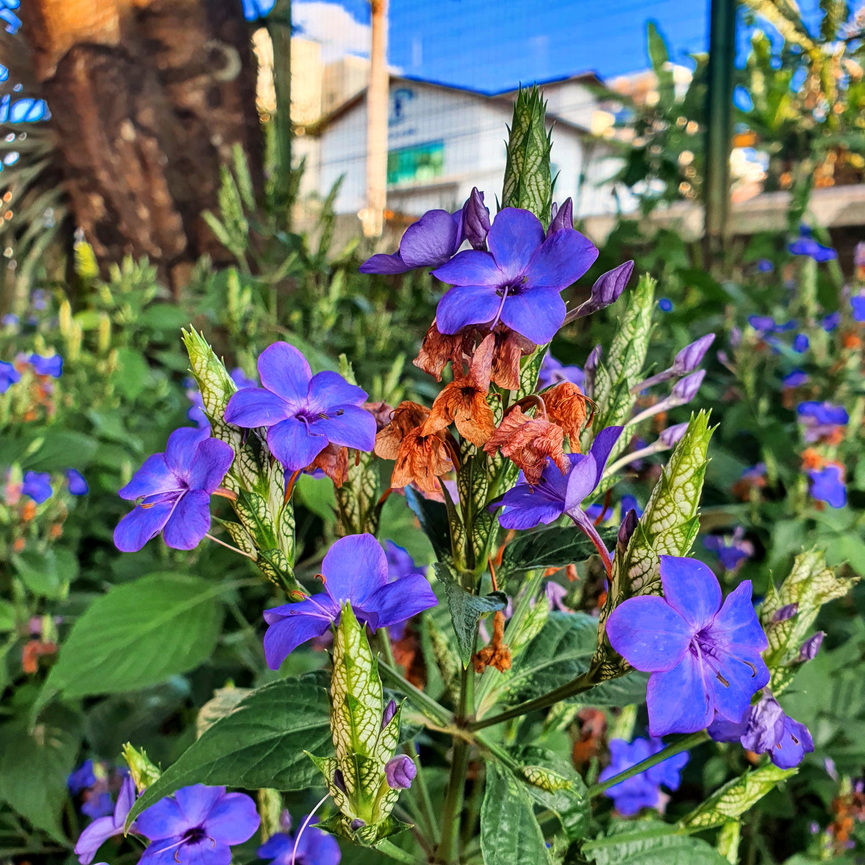 Flores da salva-azul.