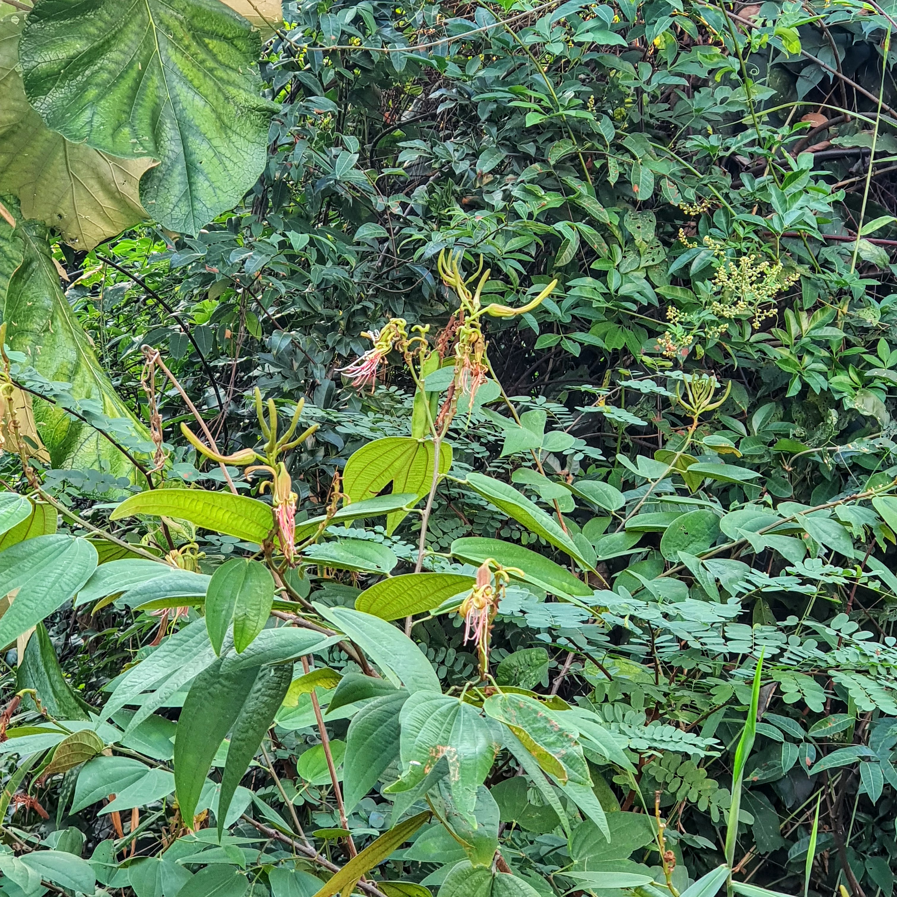 Folhas e frutos do mororó-vermelho.