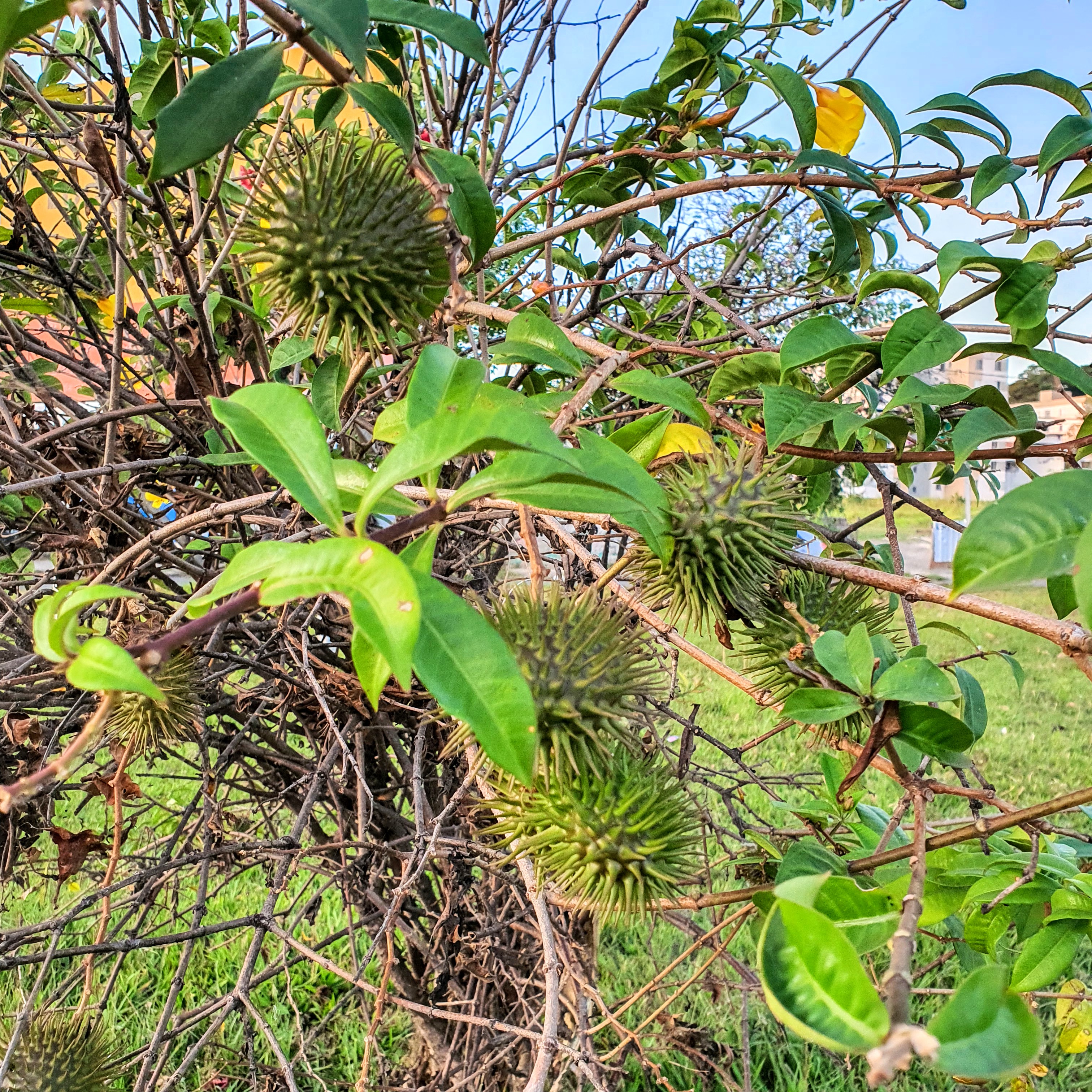 Frutos da alamanda-roxa.