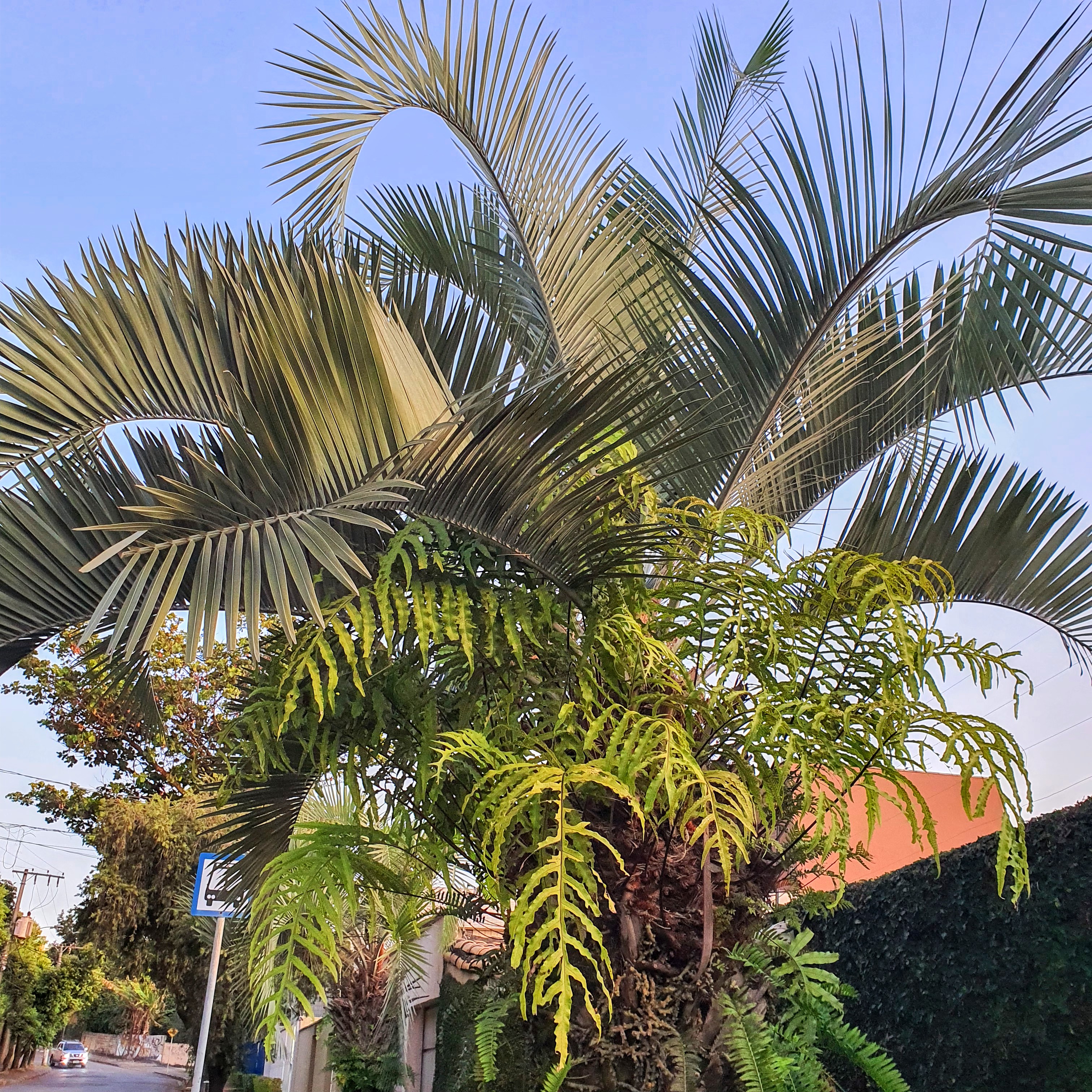 Samambaia-de-mato-grosso sobre palmeira.