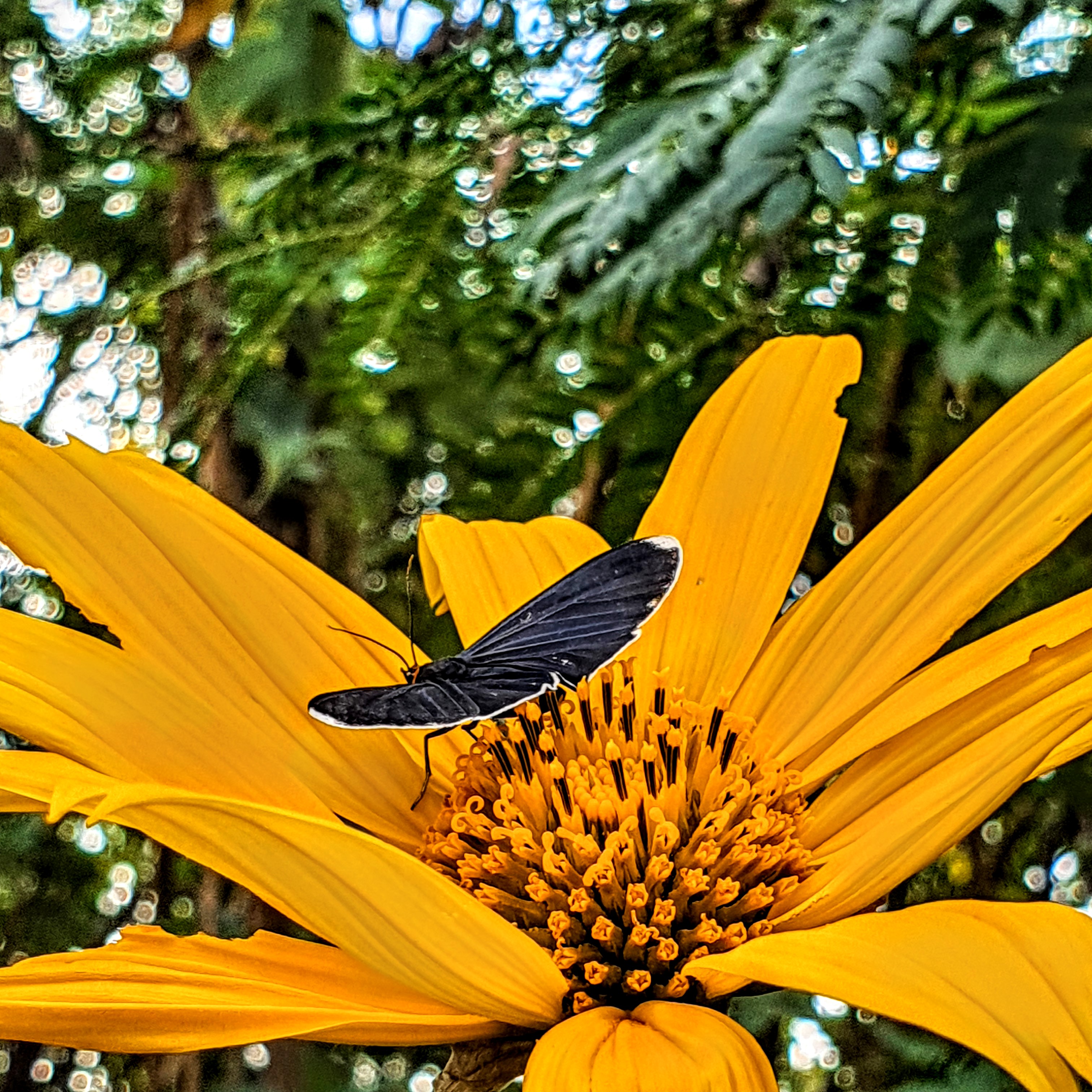 Polinização das flores do girassol-mexicano.