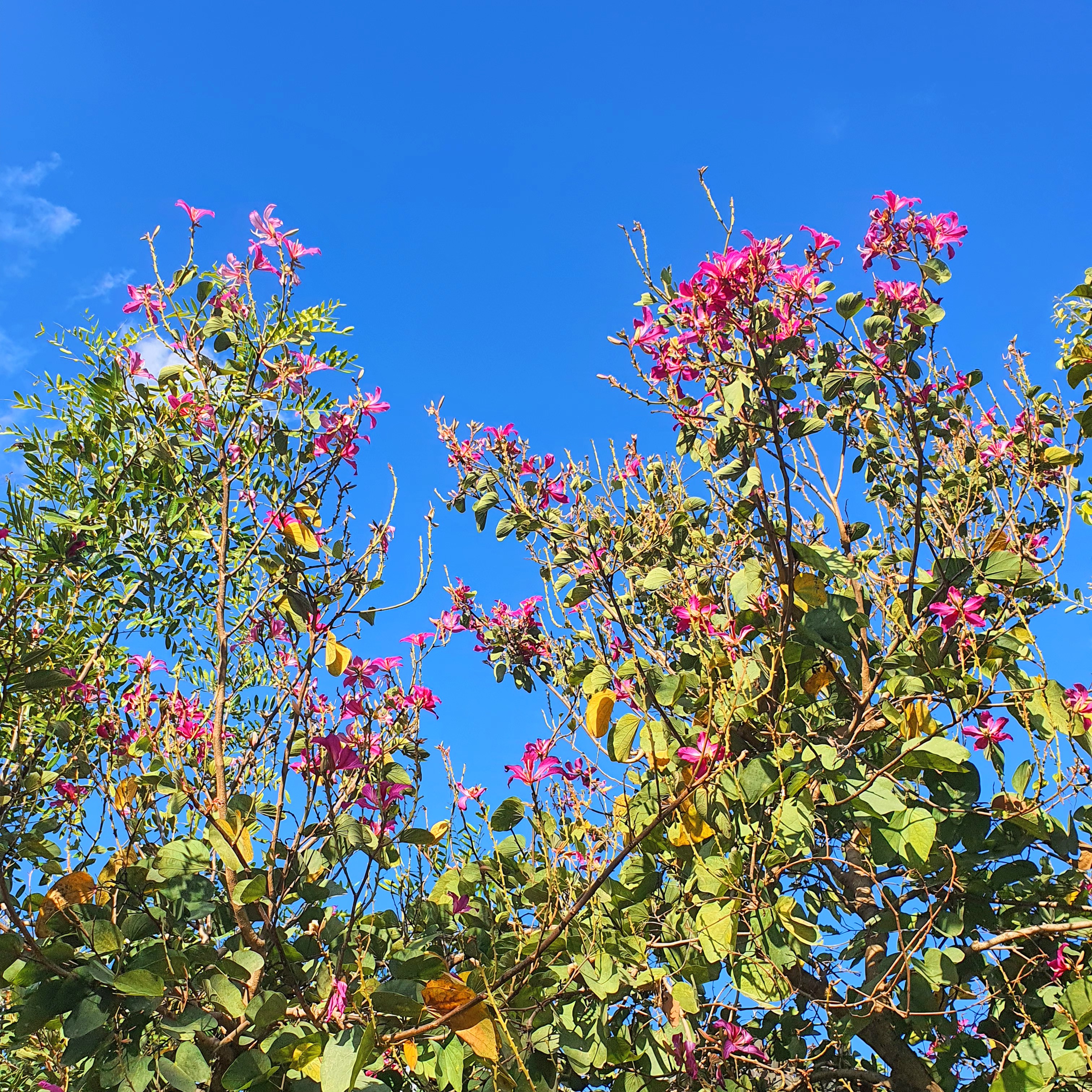 Flores e folhas da bauínia-de-hong-Kong.