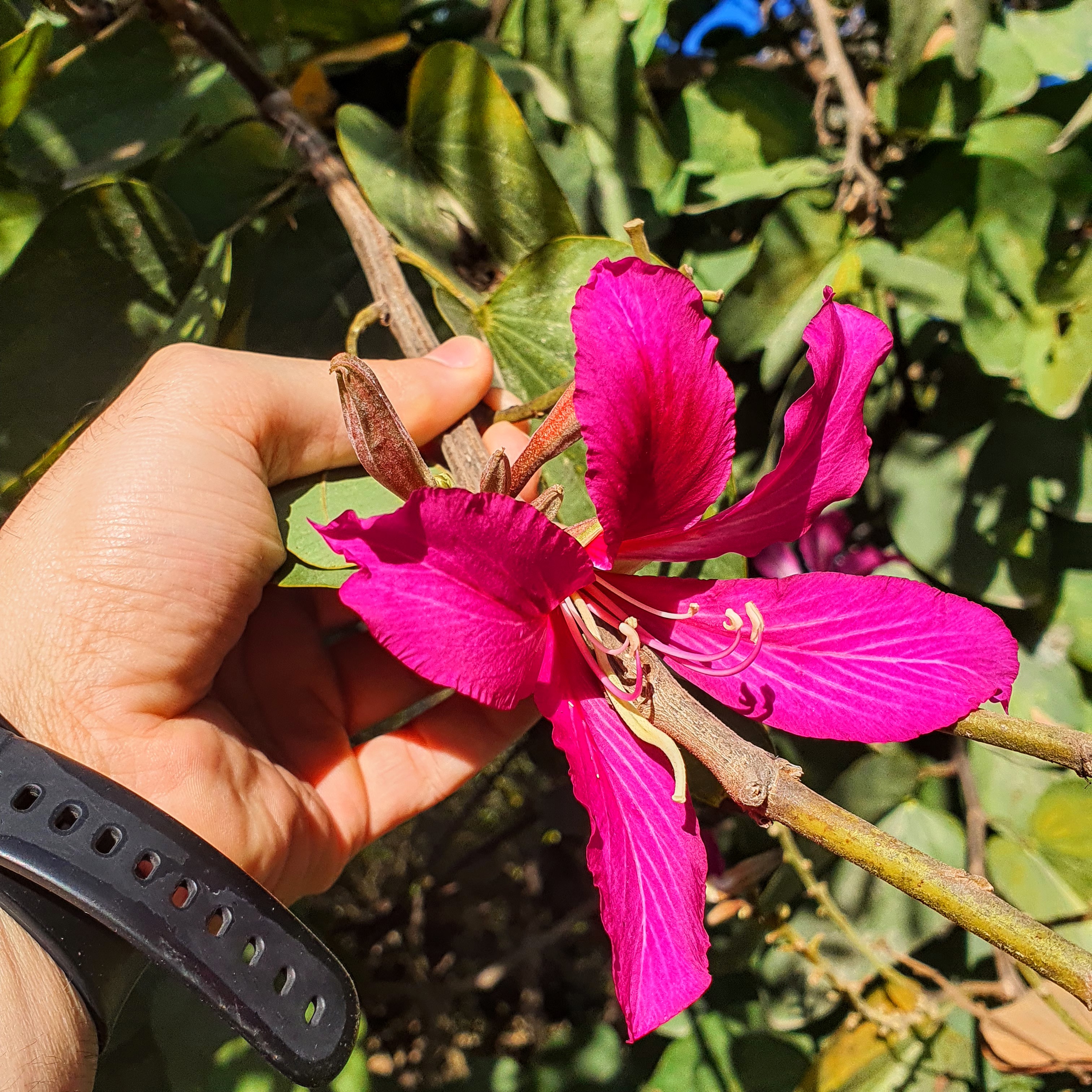 Flor da bauínia-de-hong-Kong.